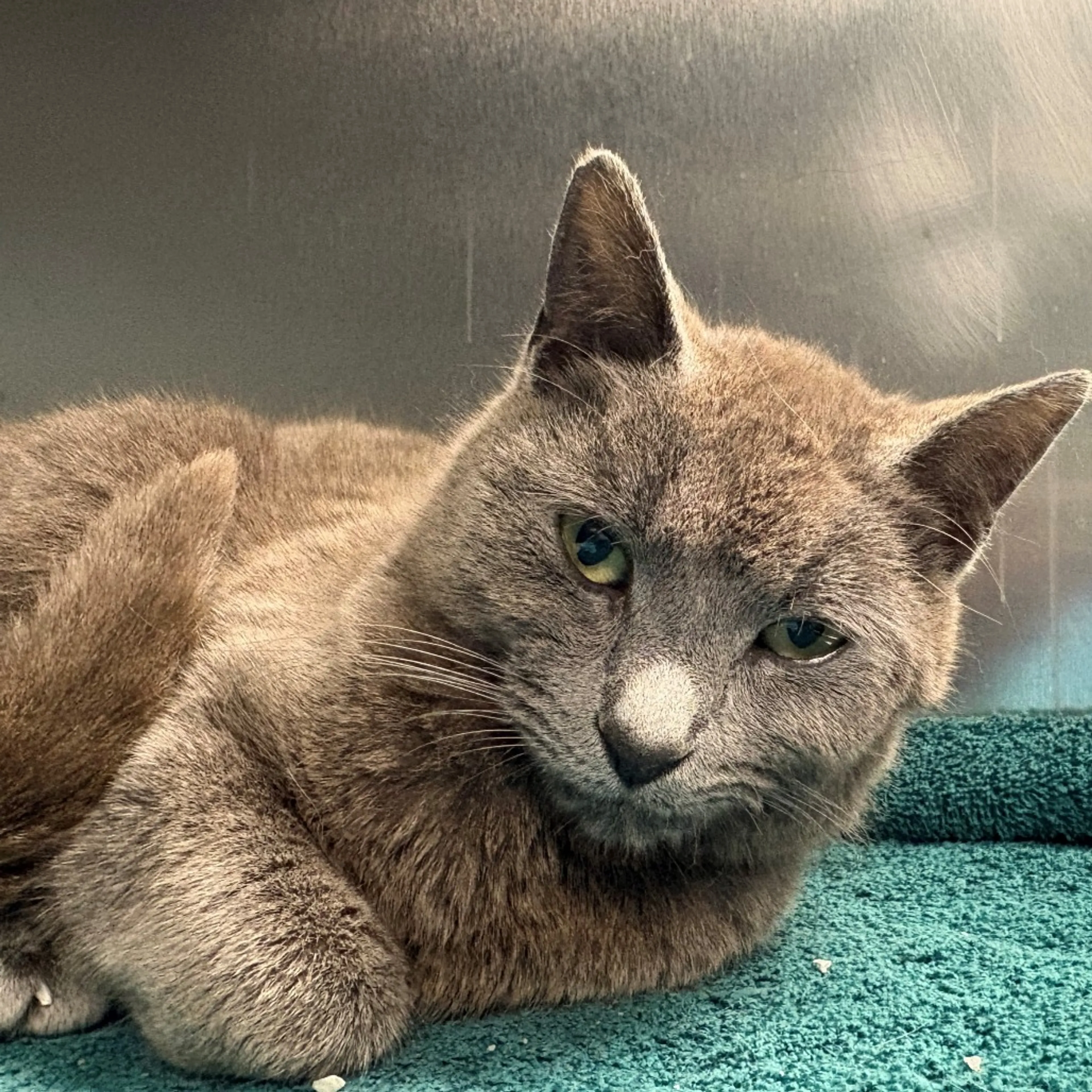 Found pet-1
