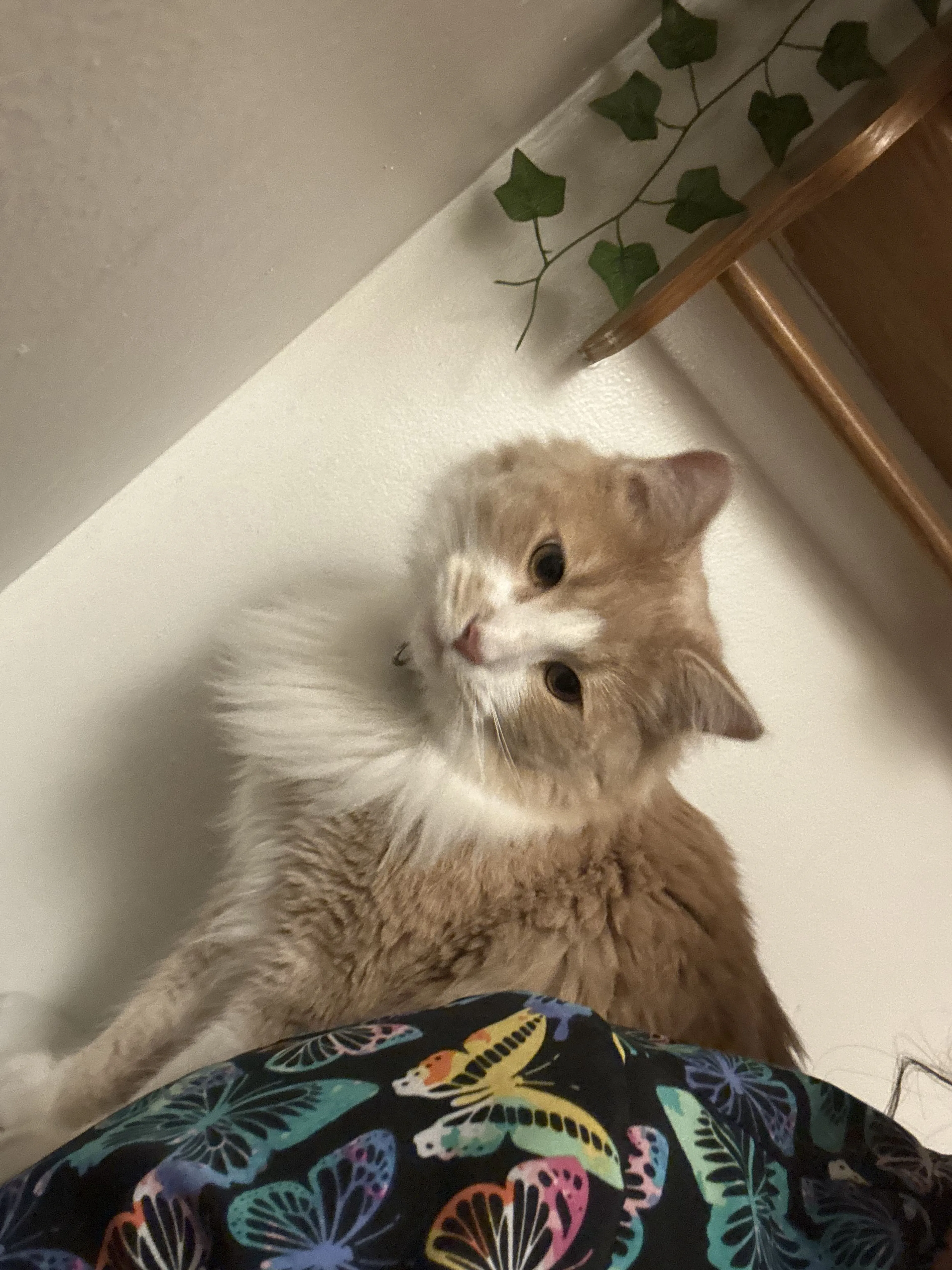Lost pet-1