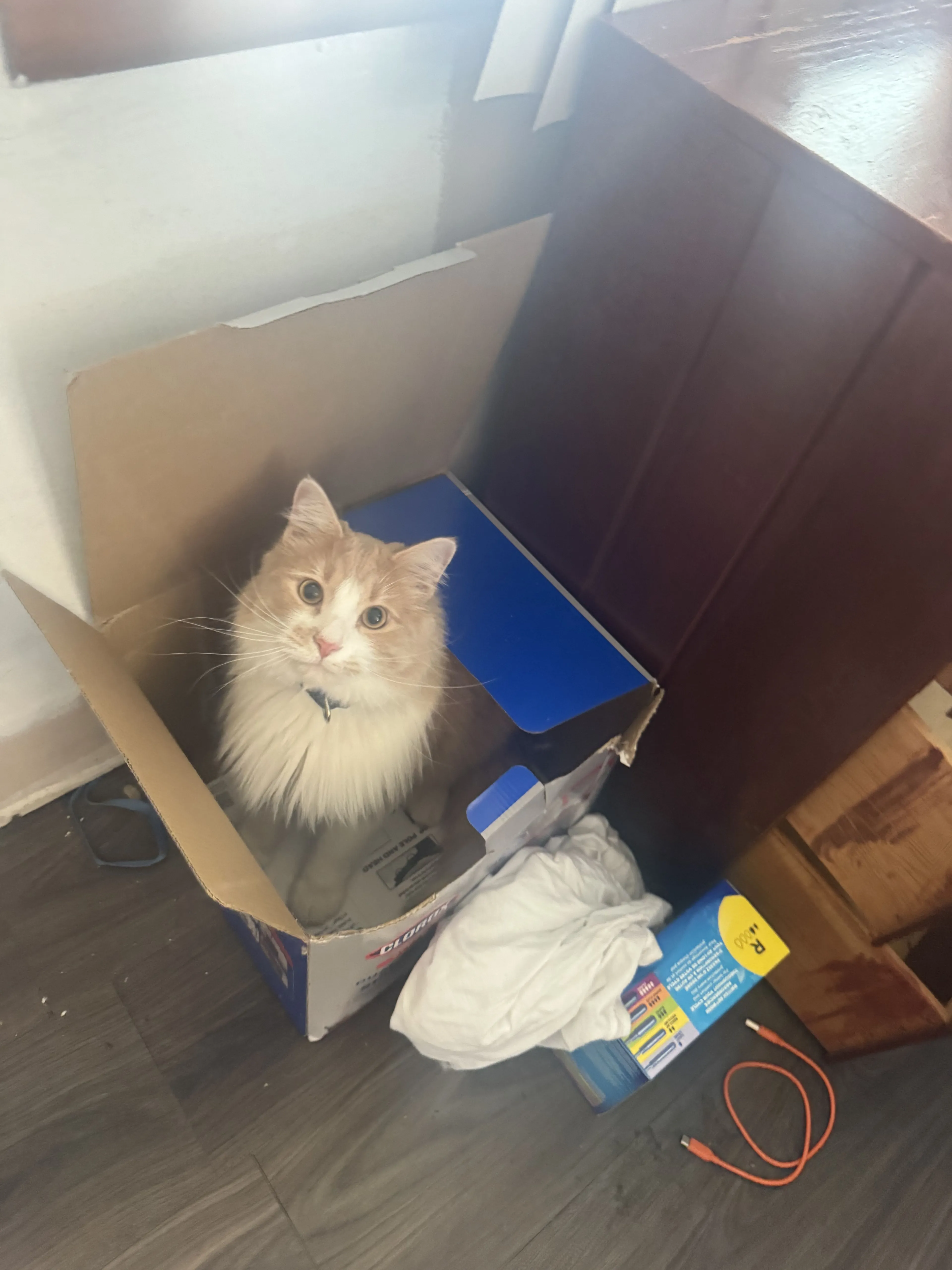 Lost pet-0