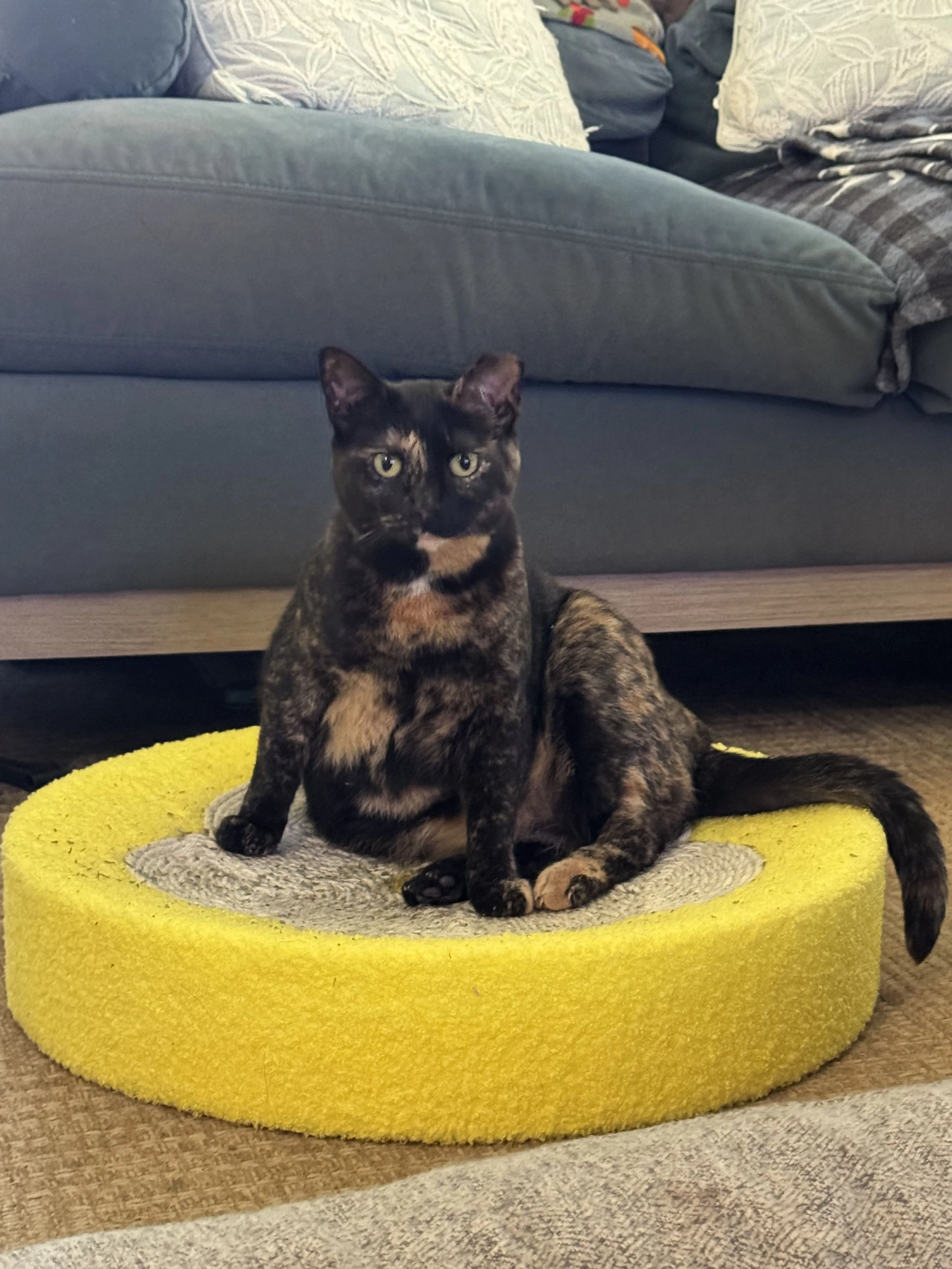Lost pet