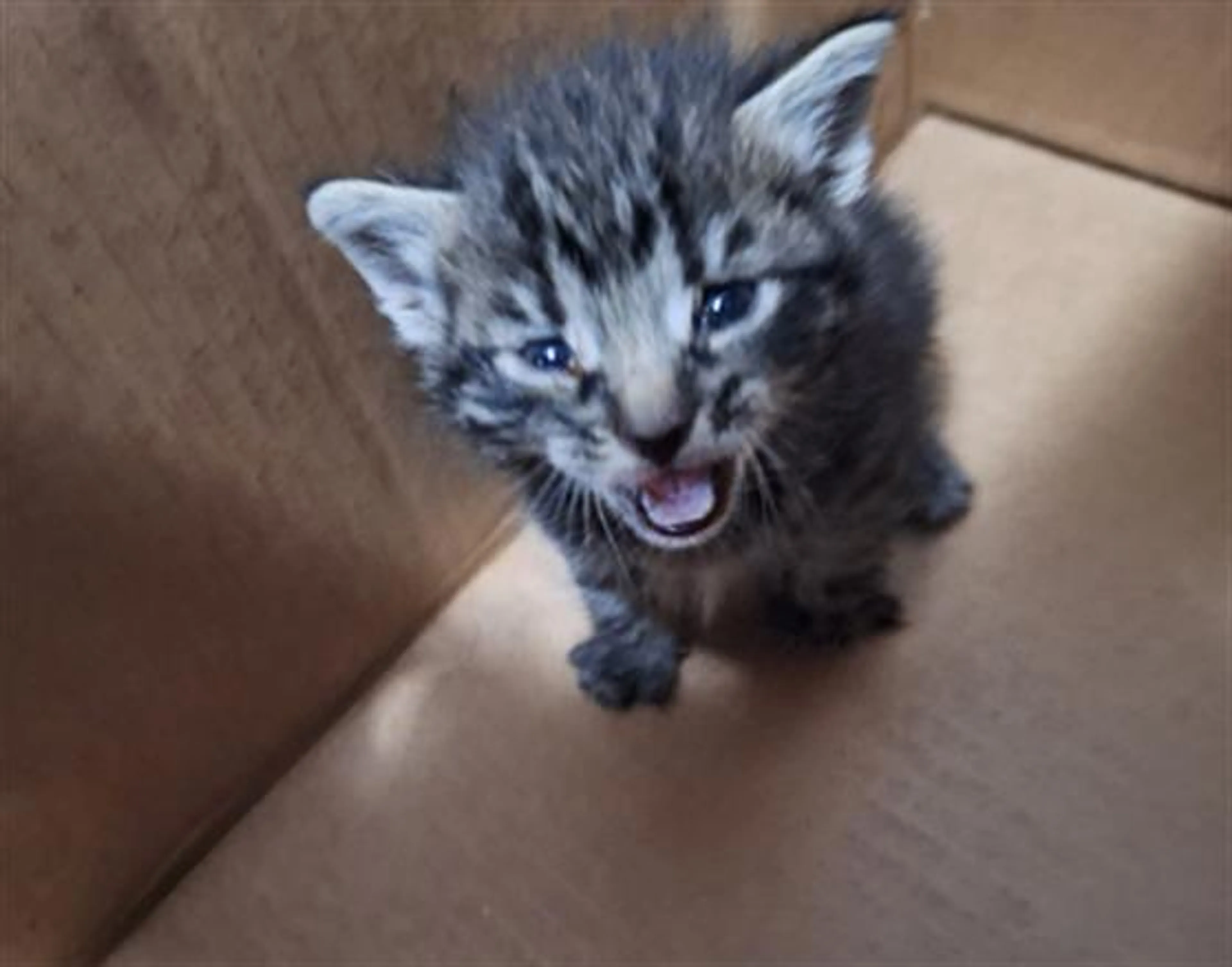 Found pet