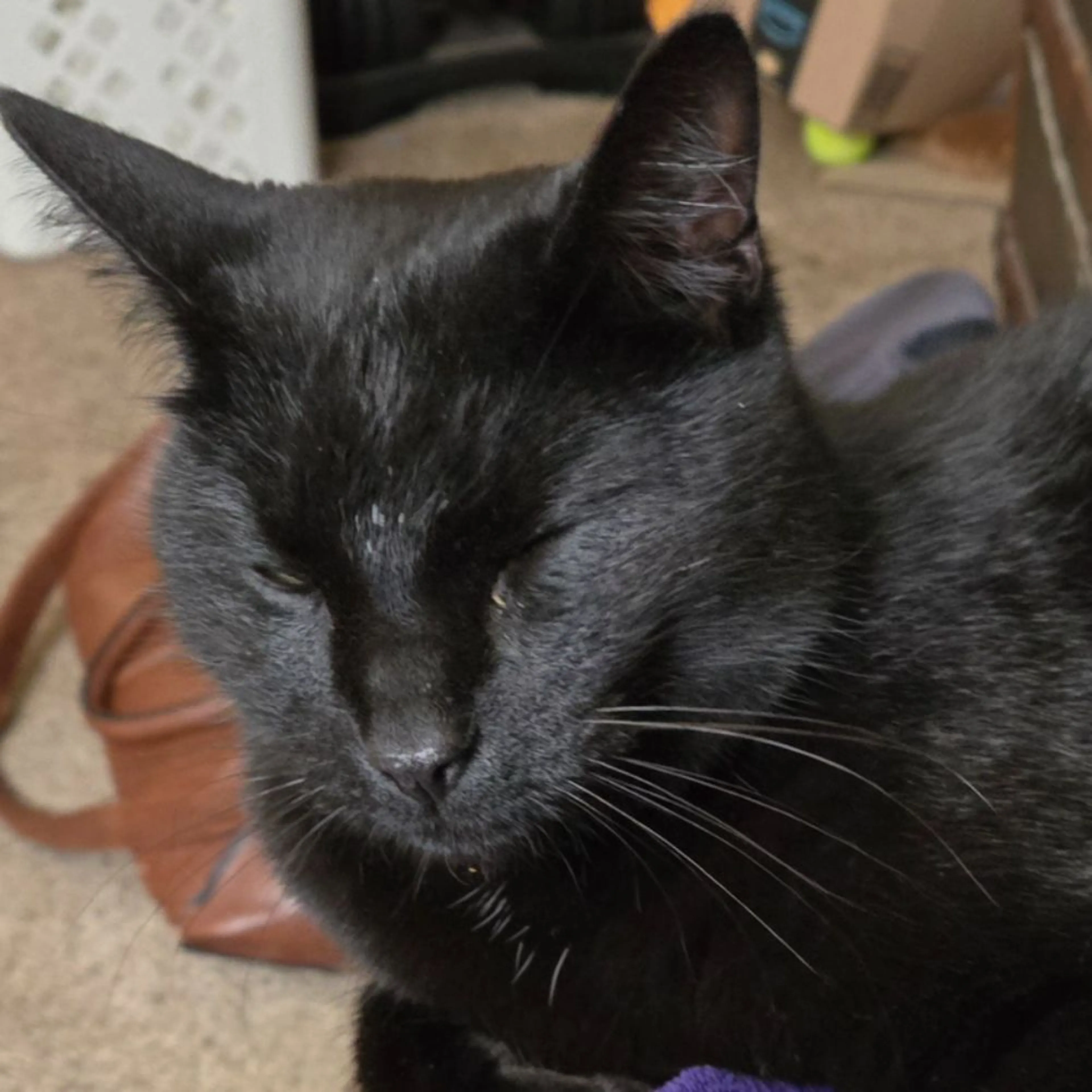 Lost pet