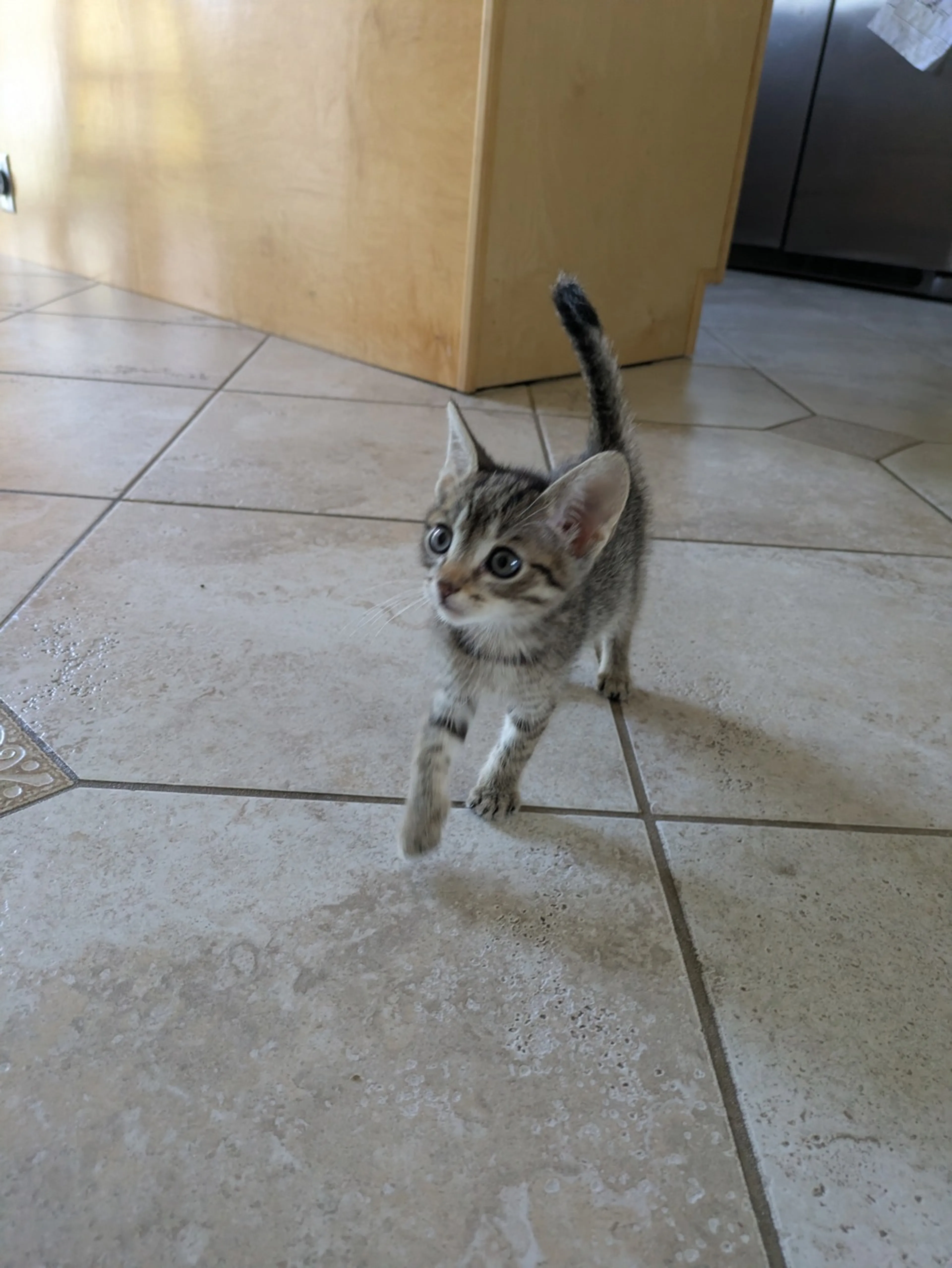 Found pet