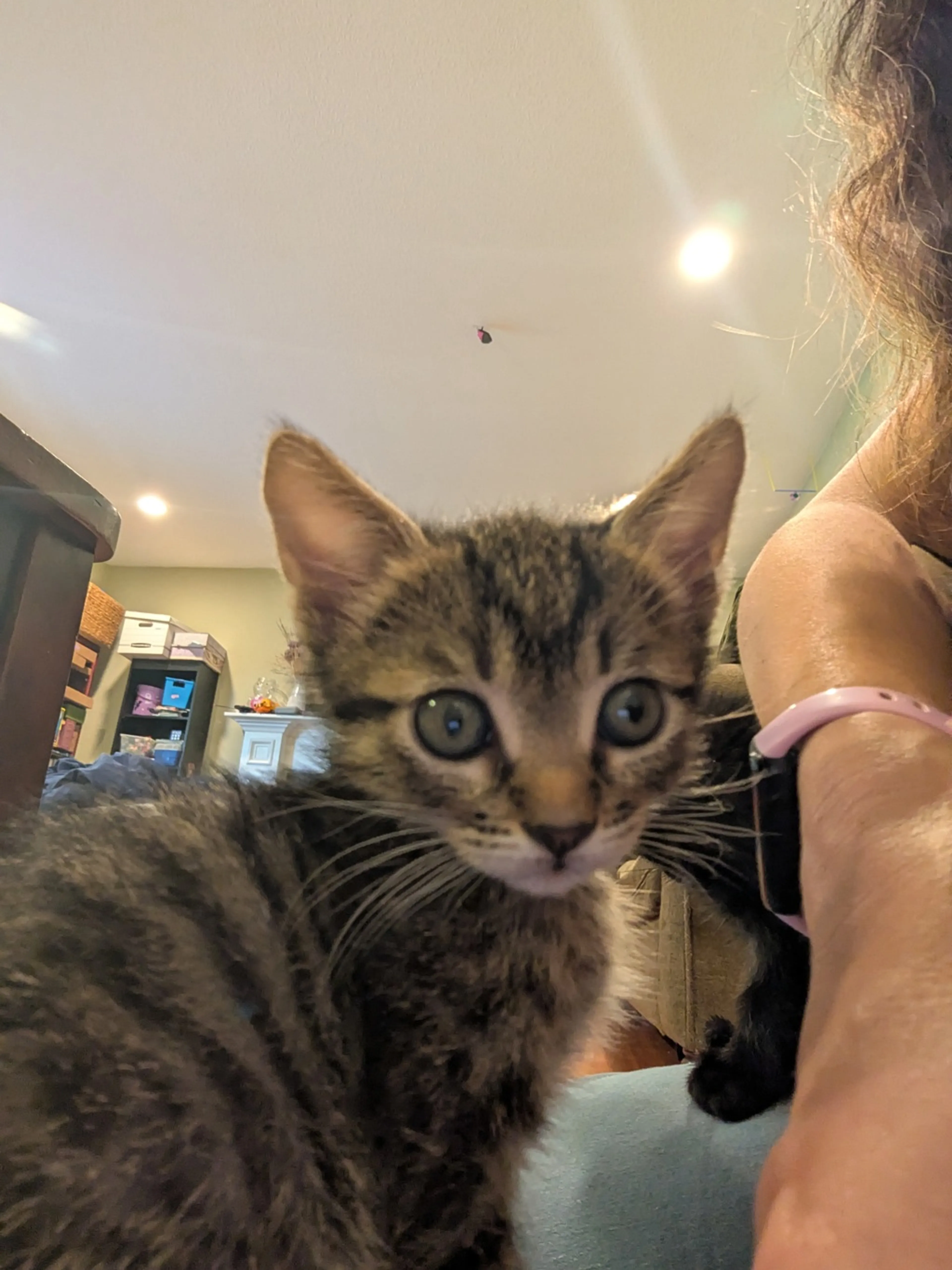 Found pet