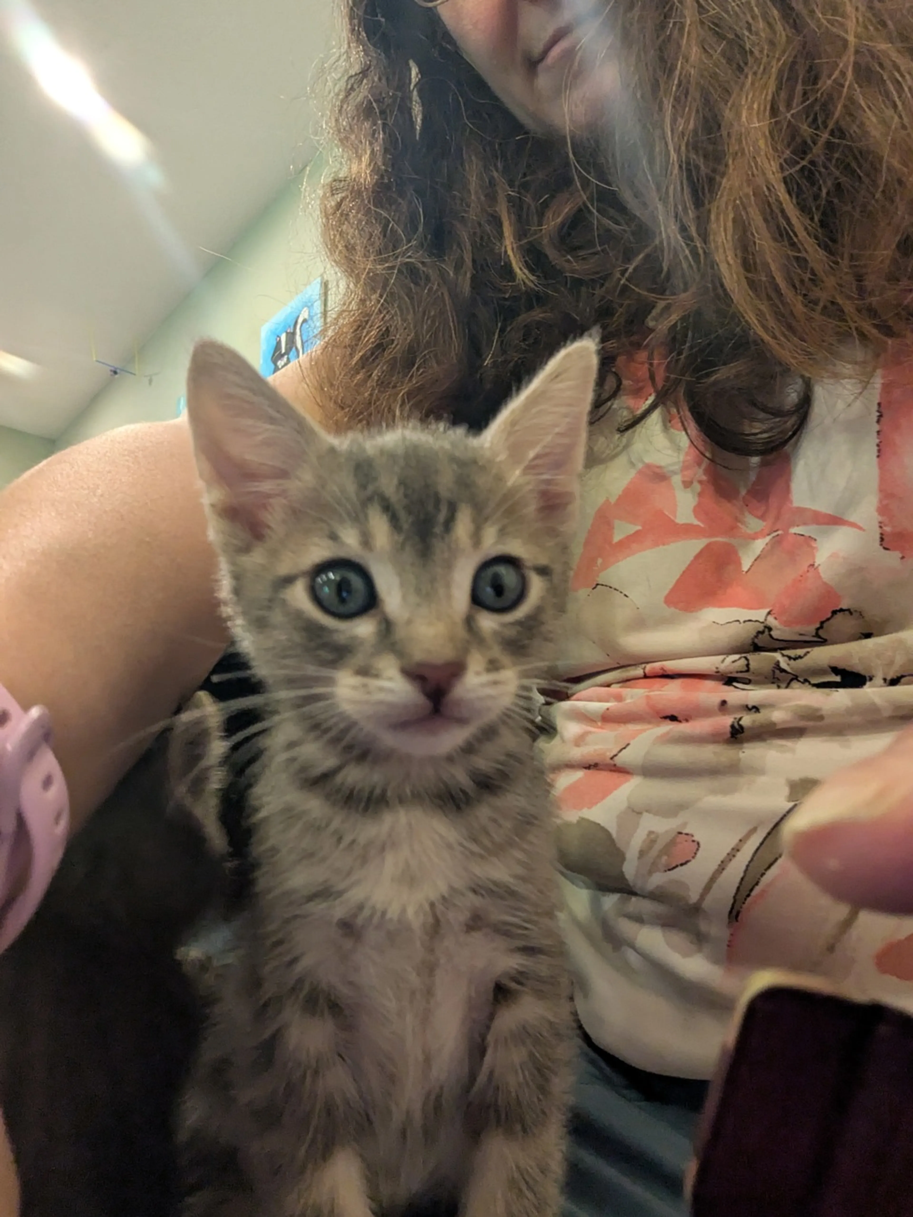 Found pet