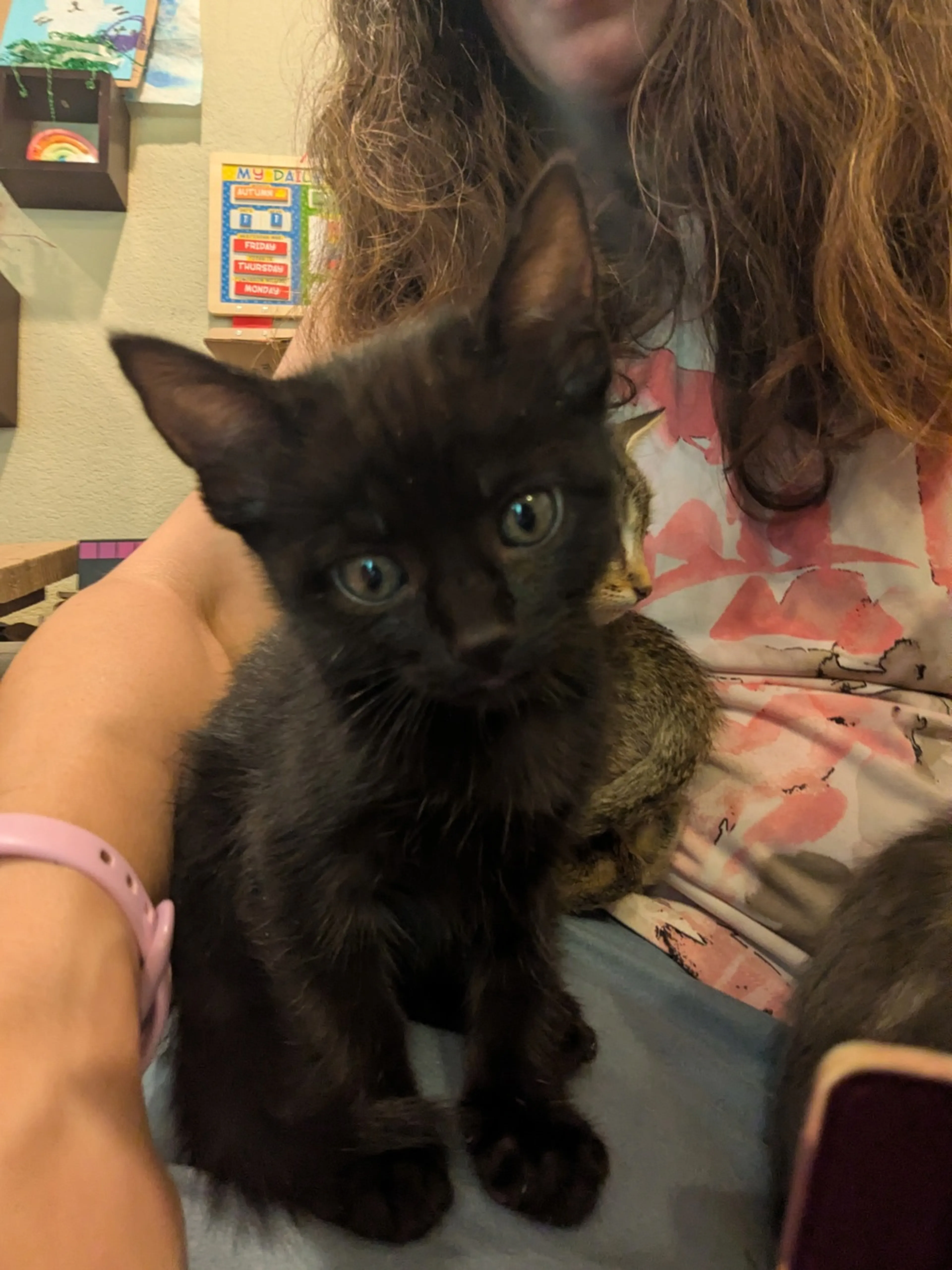 Found pet