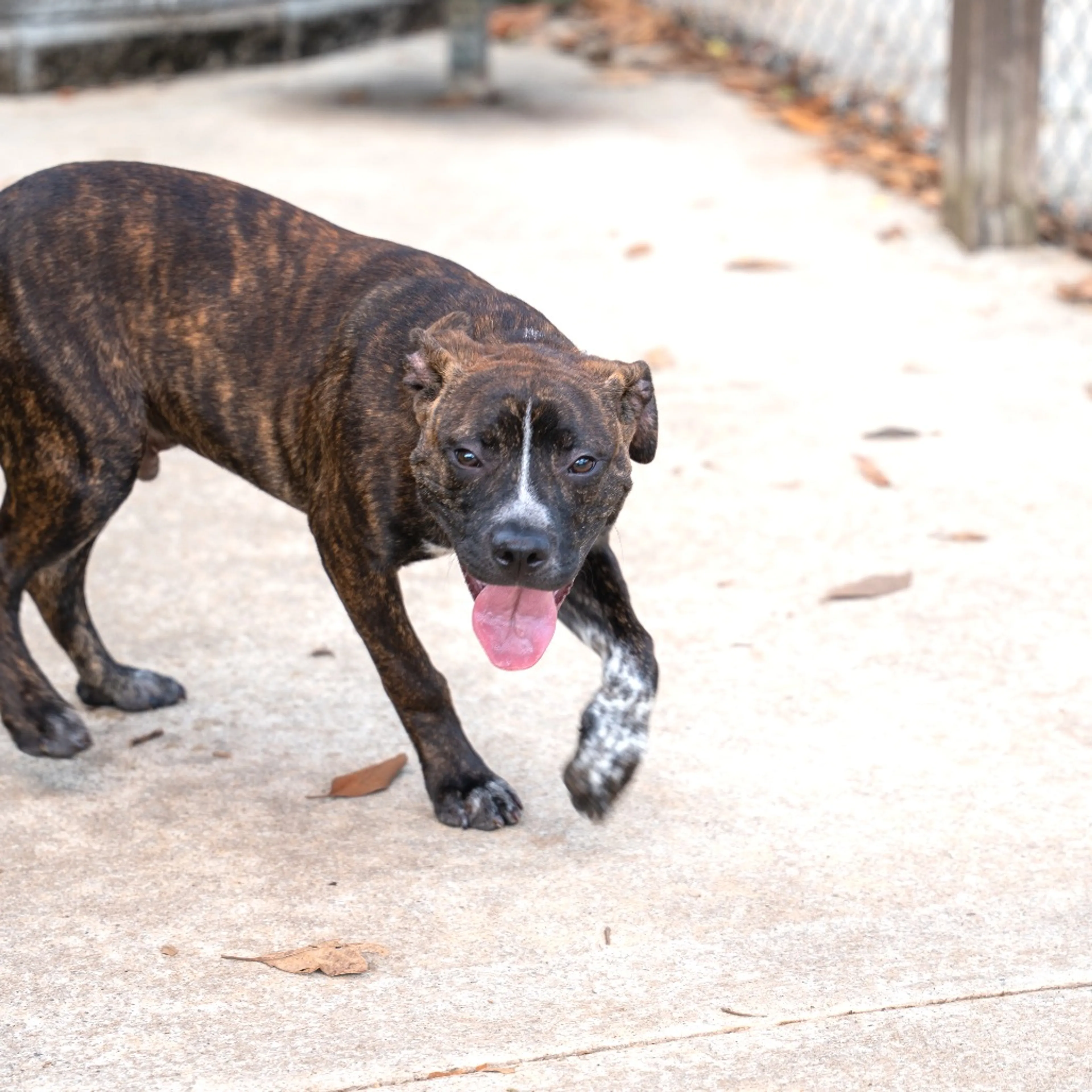 Found pet-3