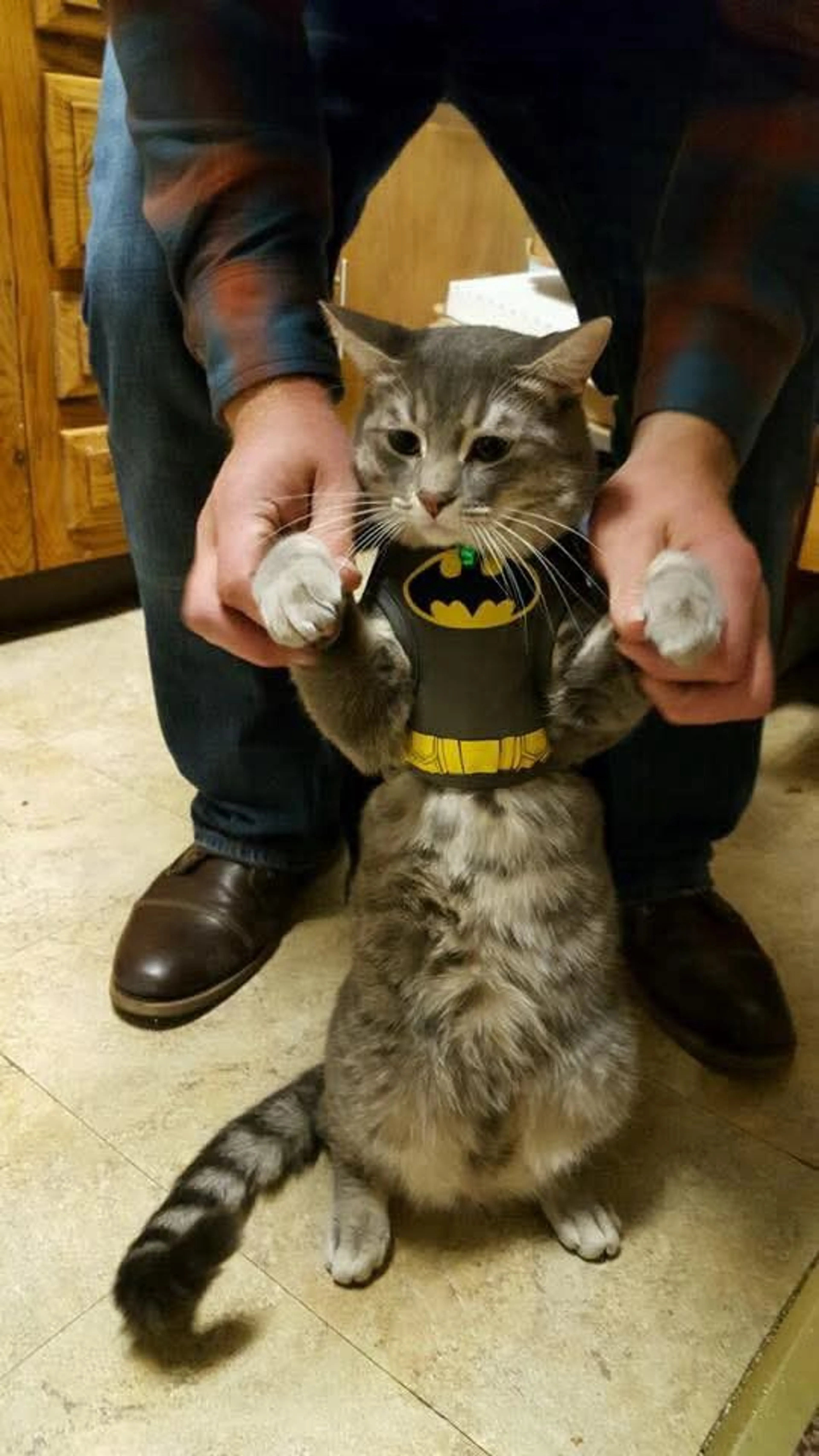 Lost pet-0