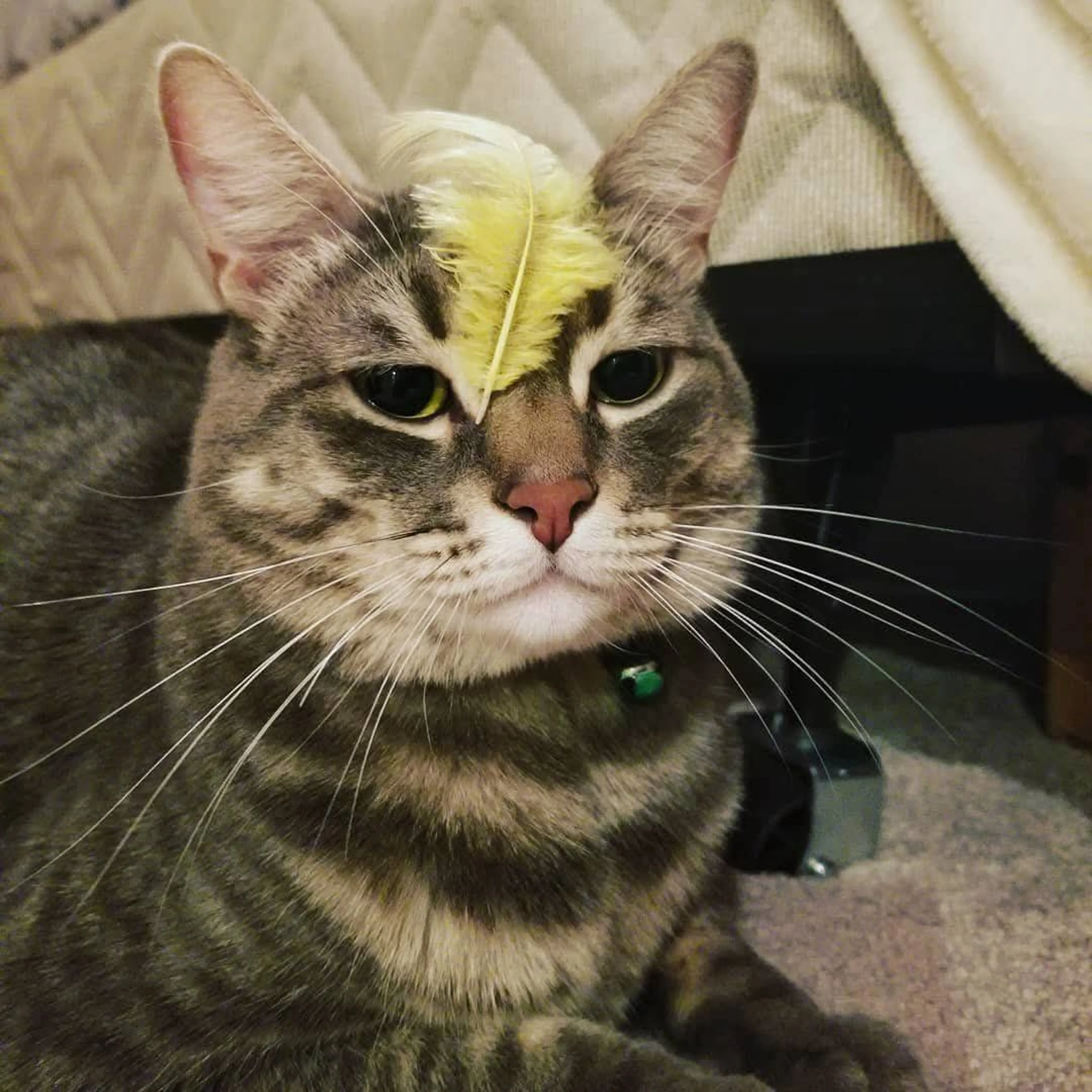 Lost pet-2
