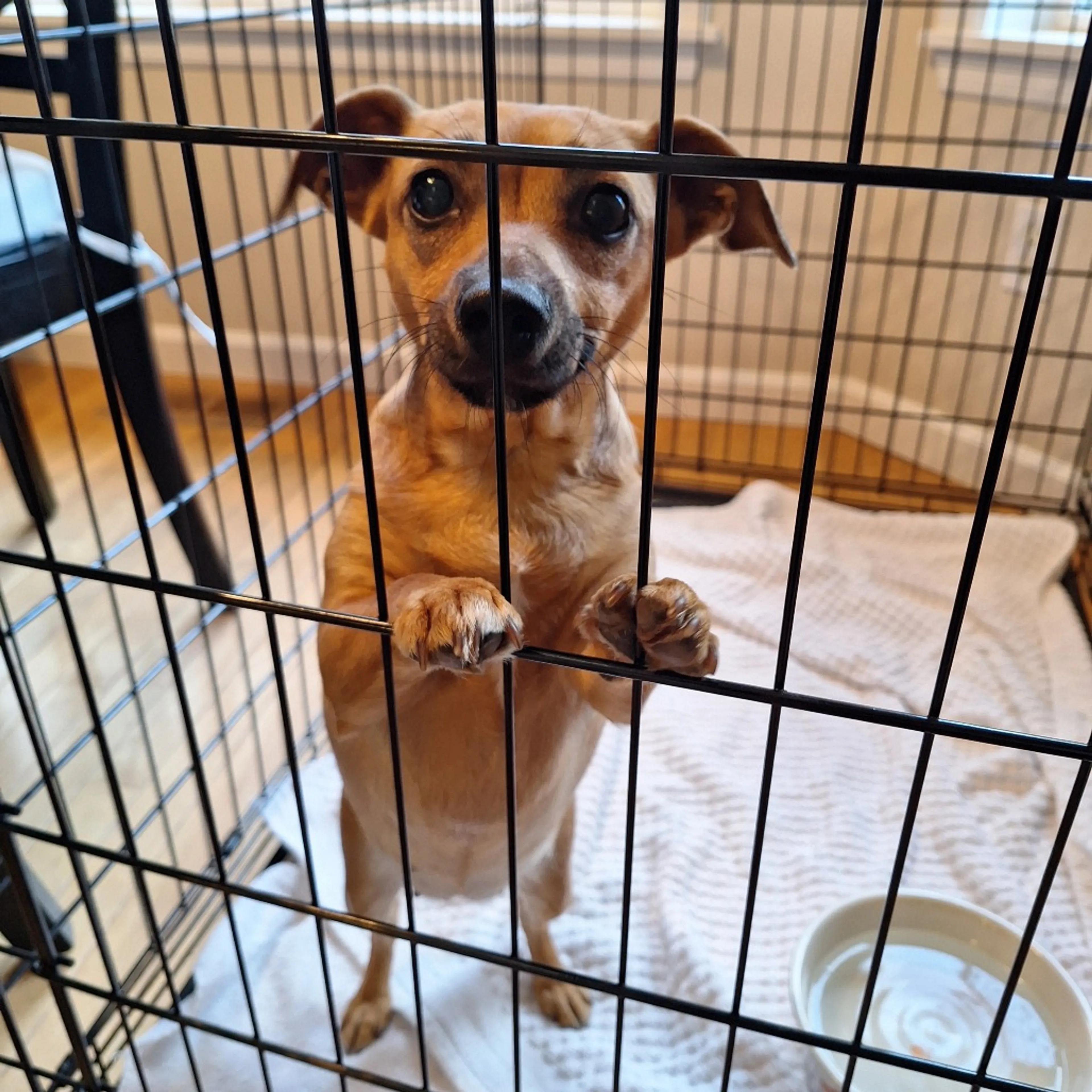 Found pet