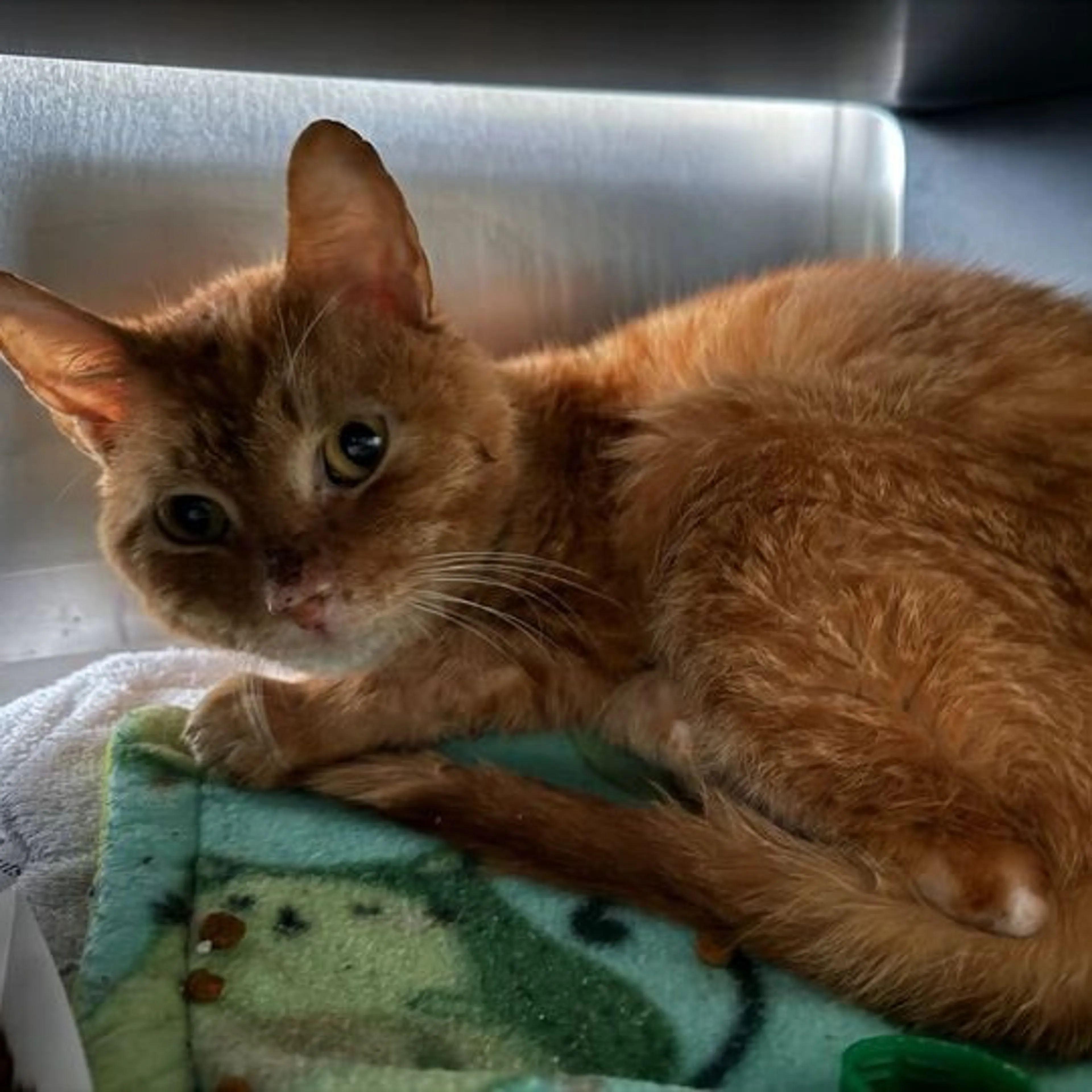 Found pet
