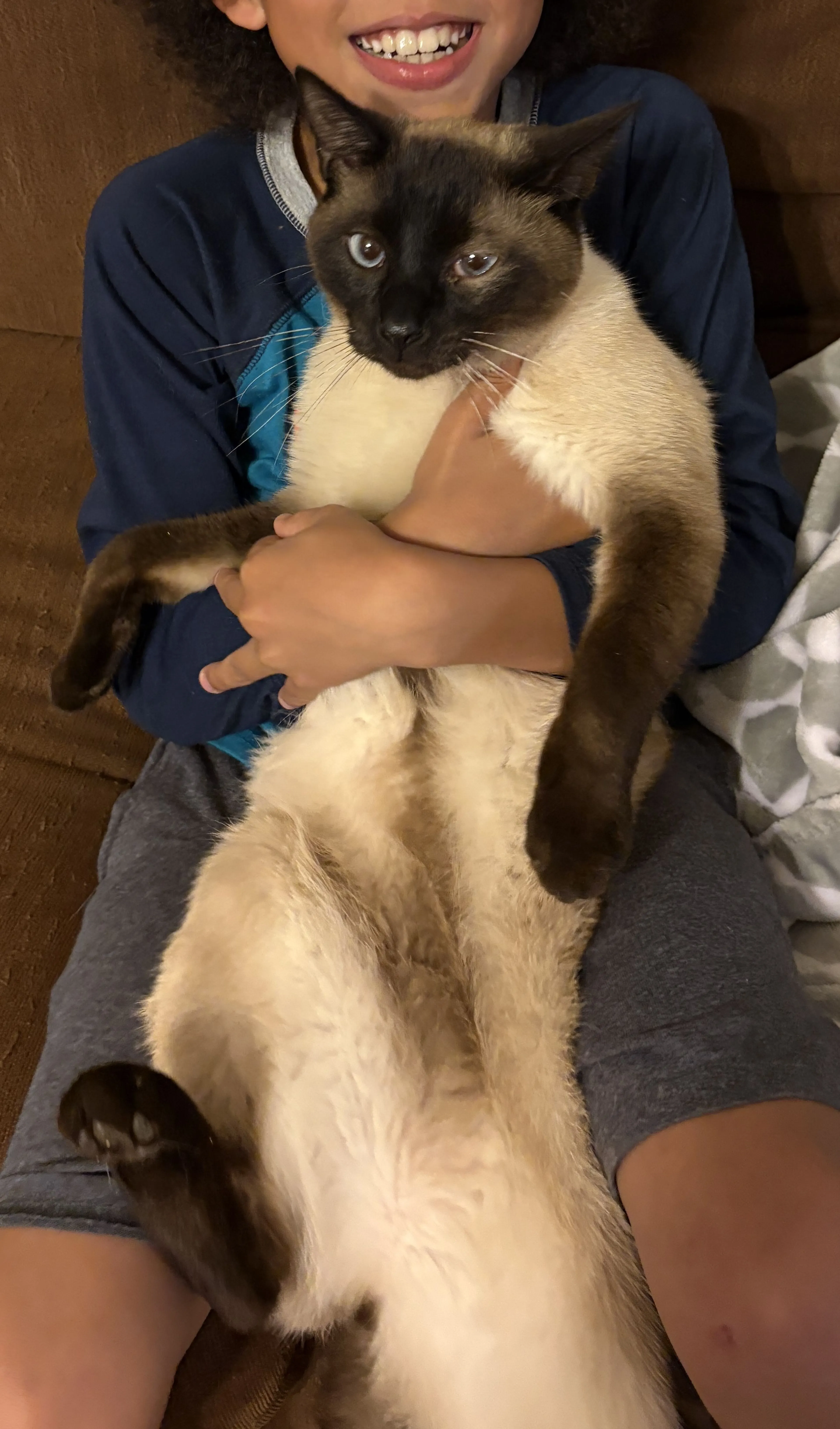 Lost pet-0