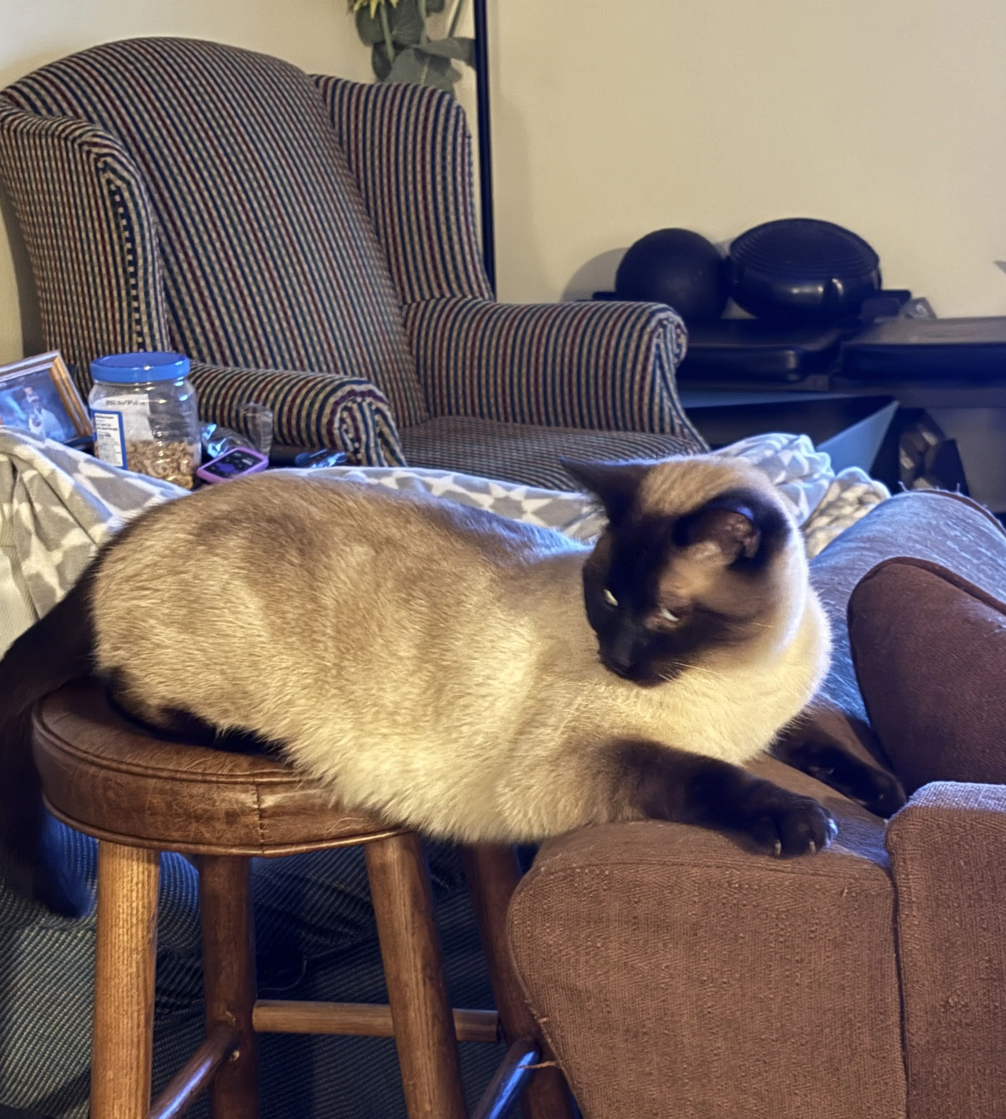 Lost pet-1
