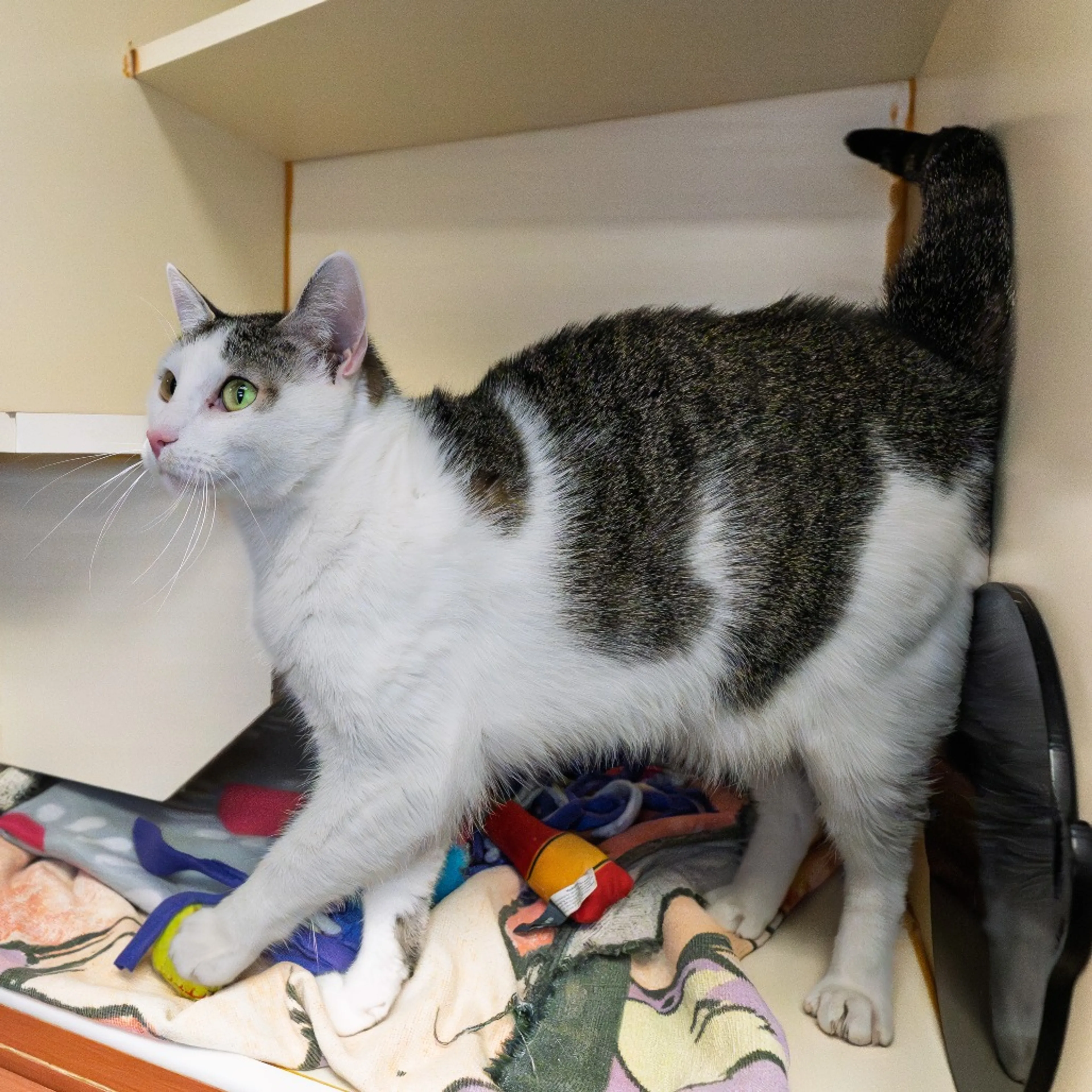 Found pet-1
