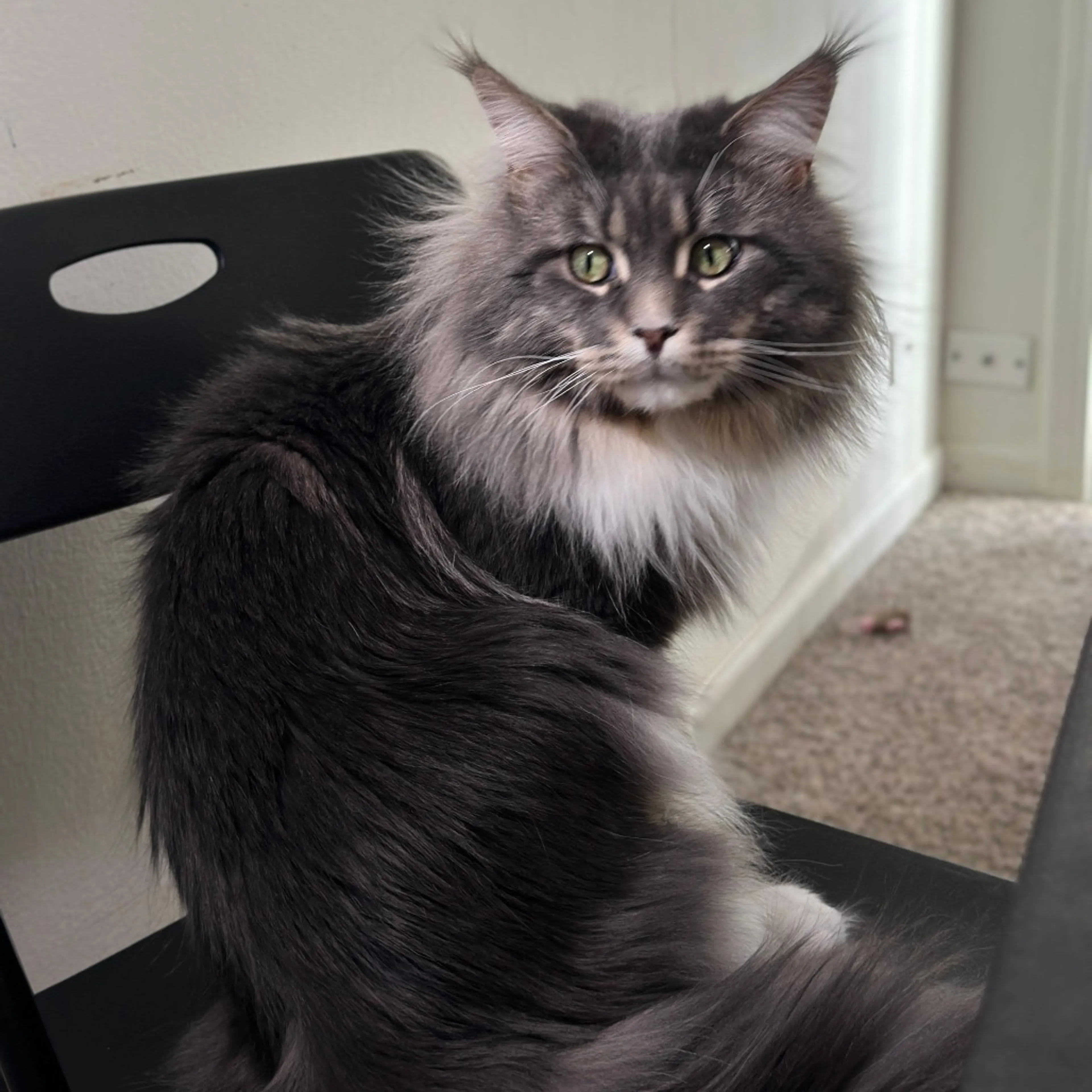 Found pet-1