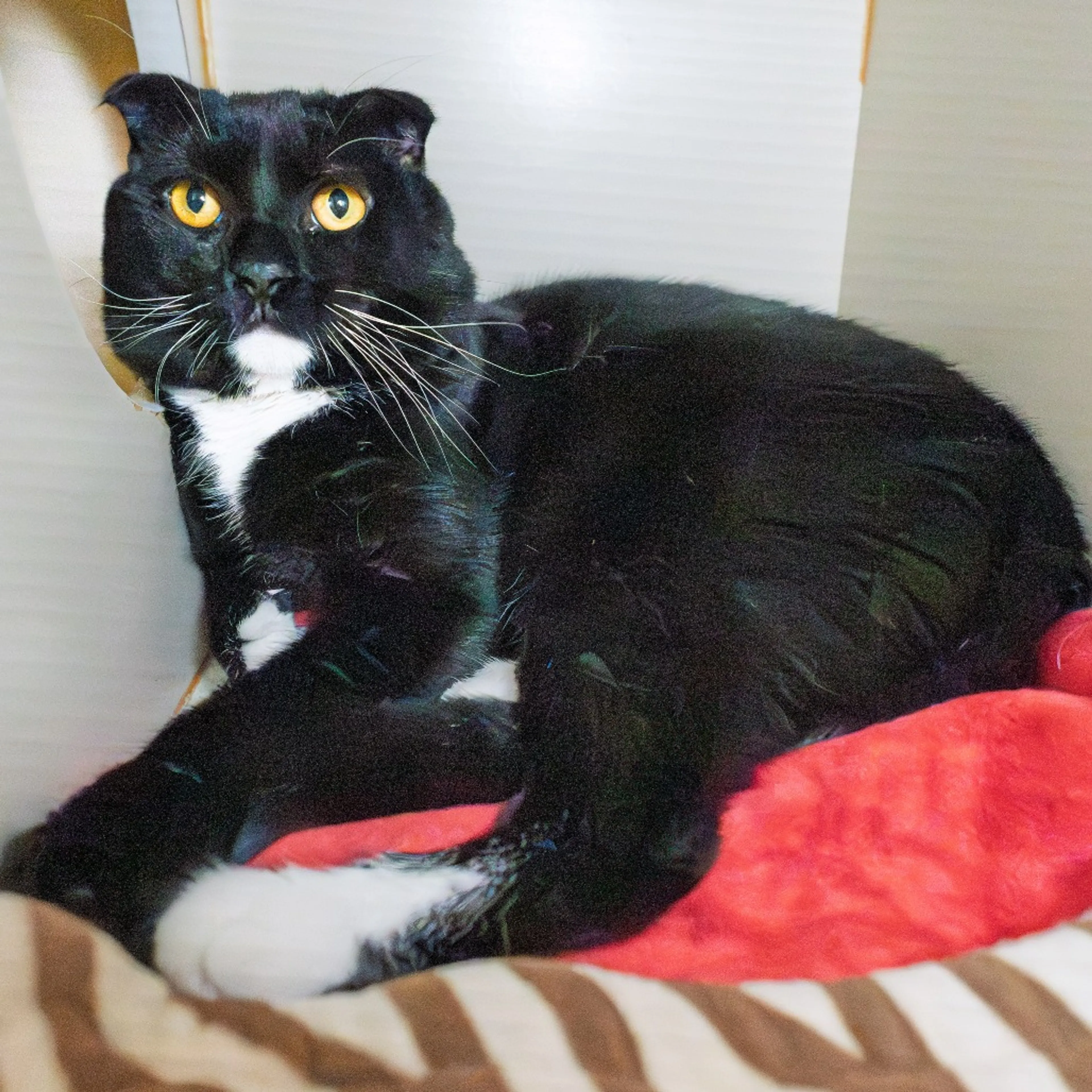 Found pet-5