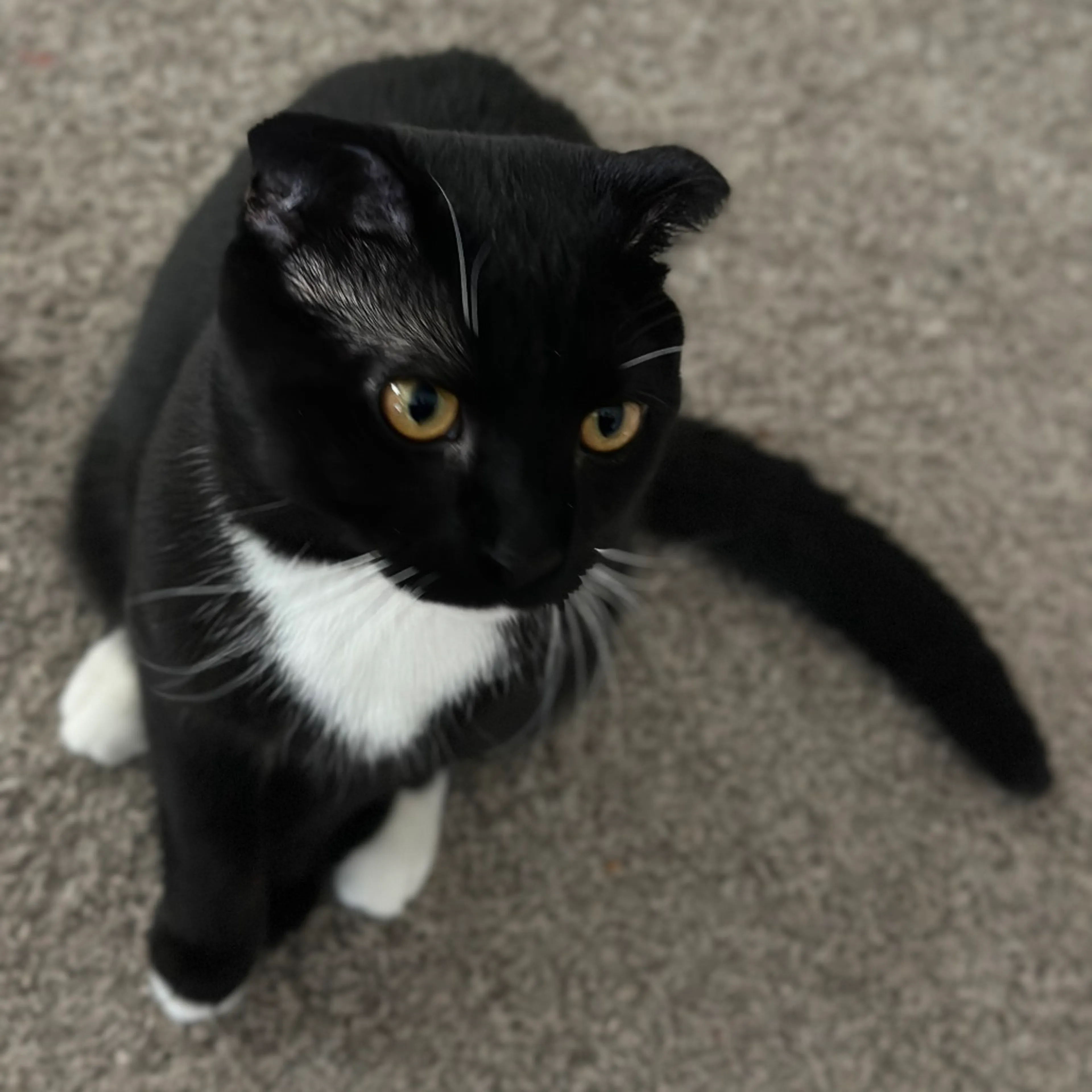 Found pet-3