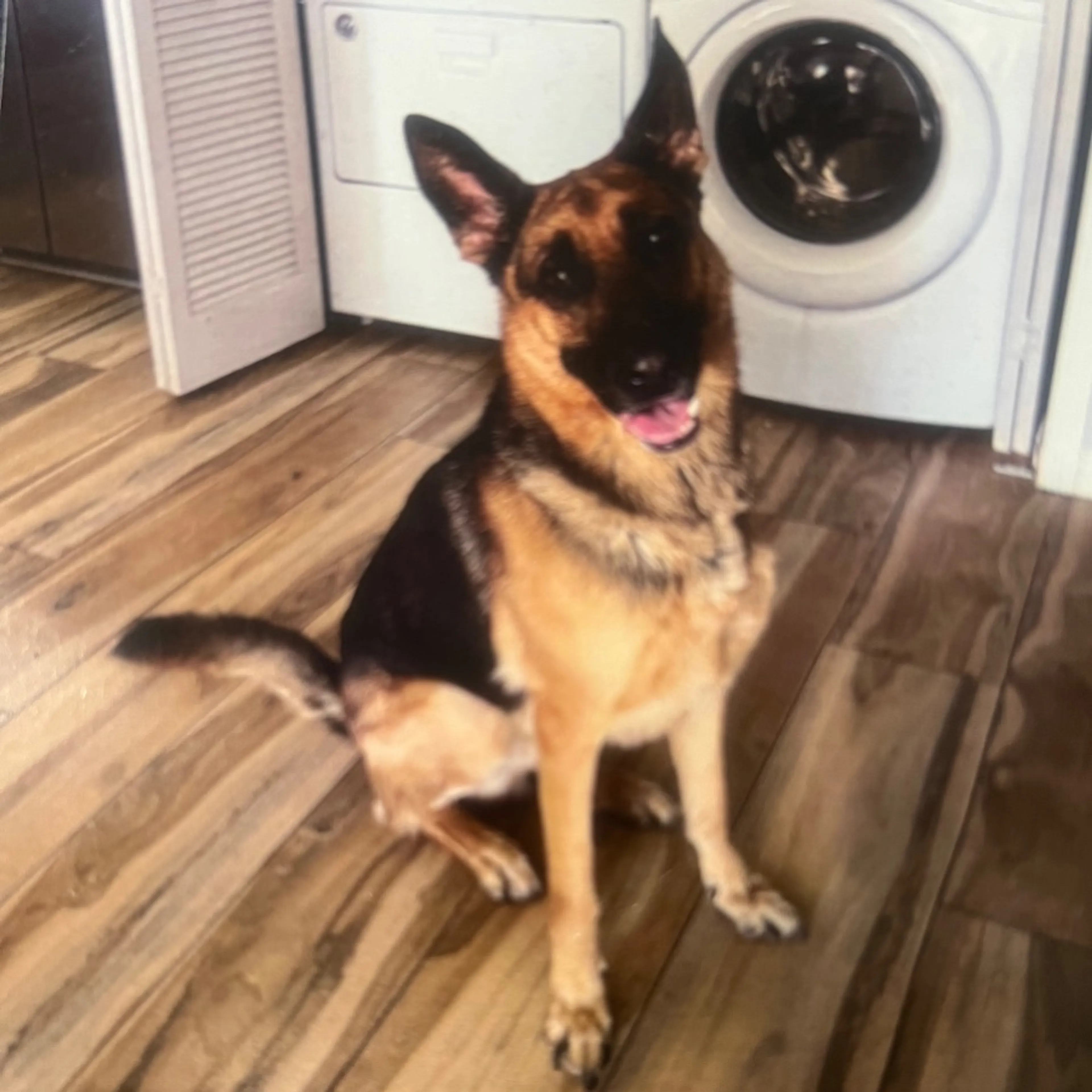 Lost pet