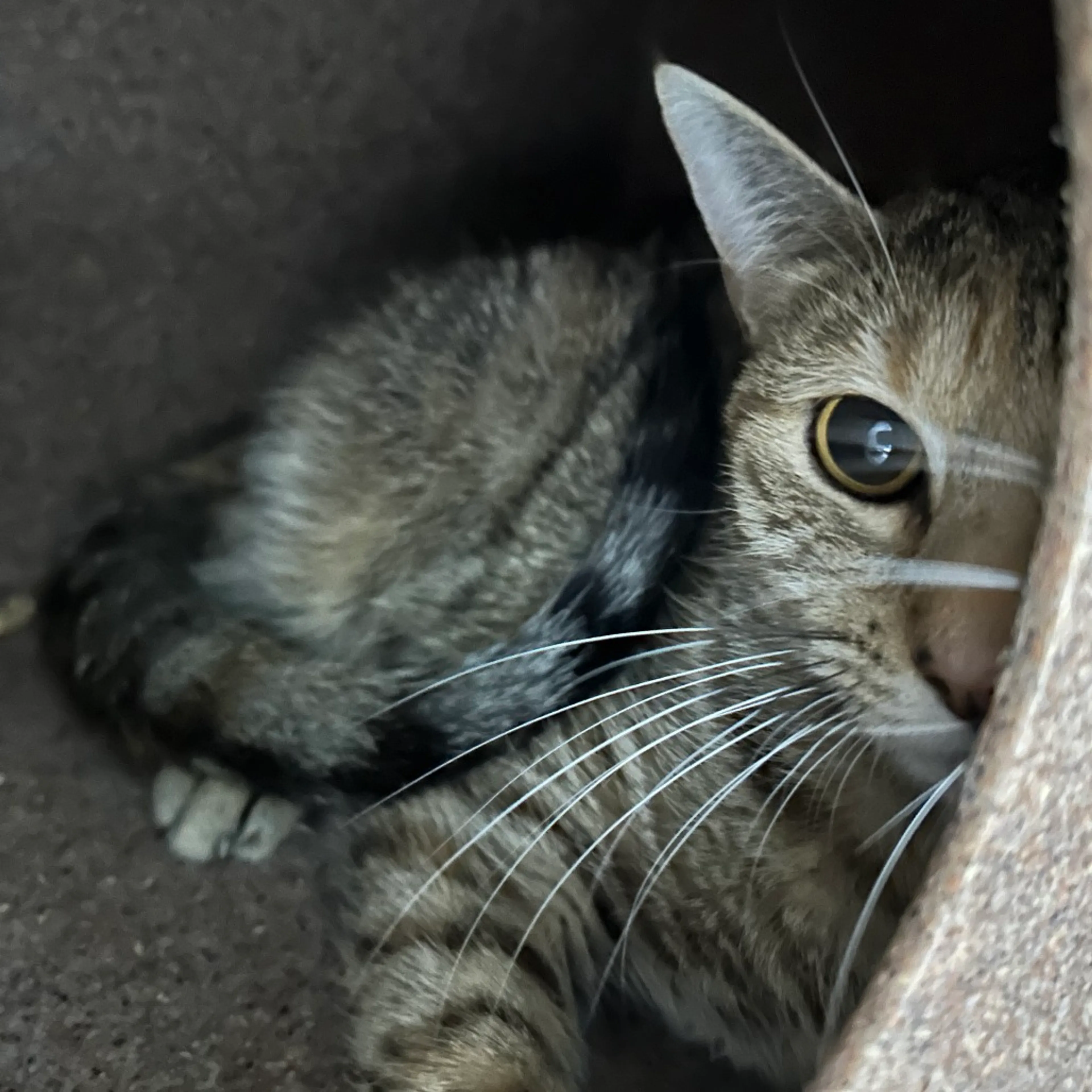 Found pet