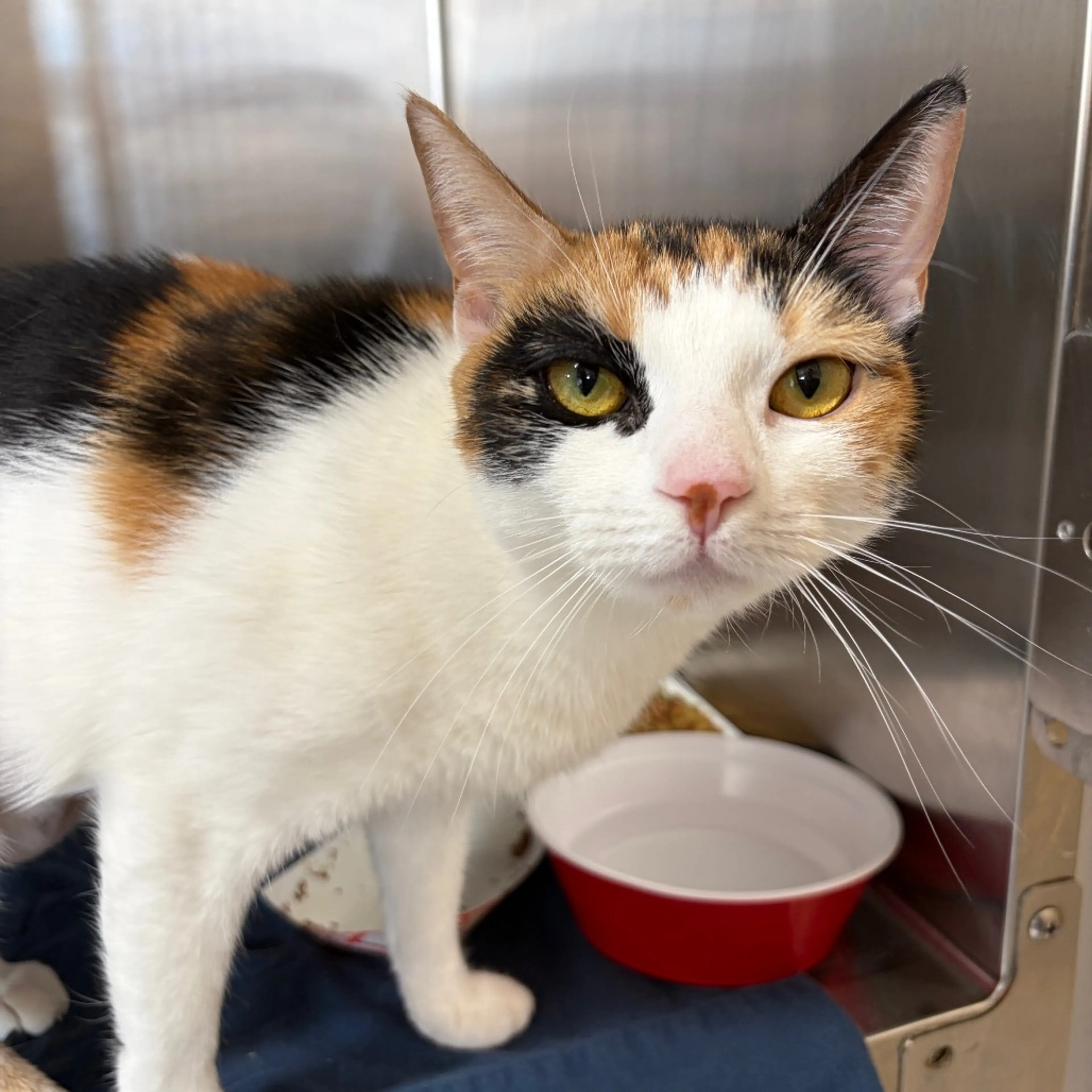 Found pet-3