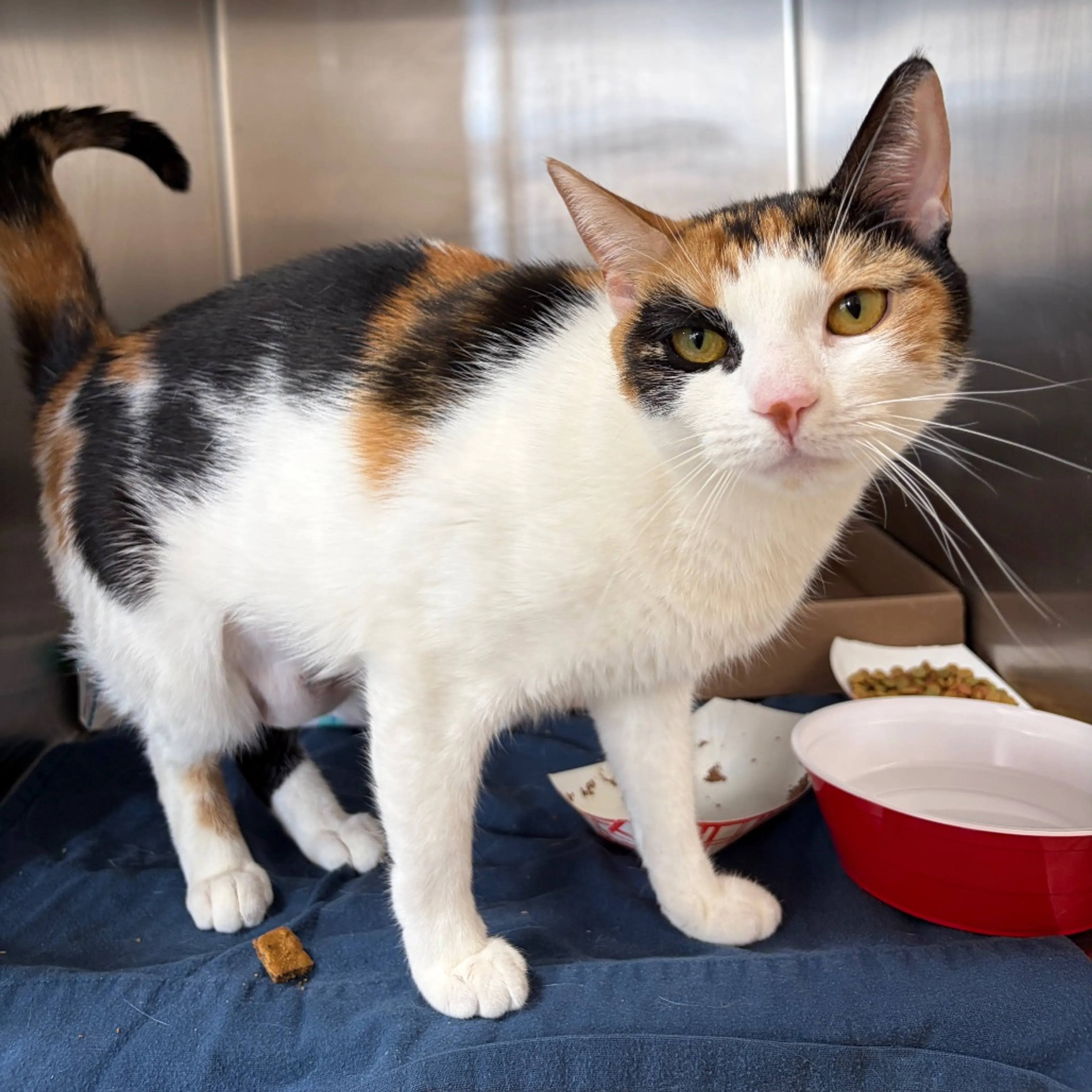 Found pet-4