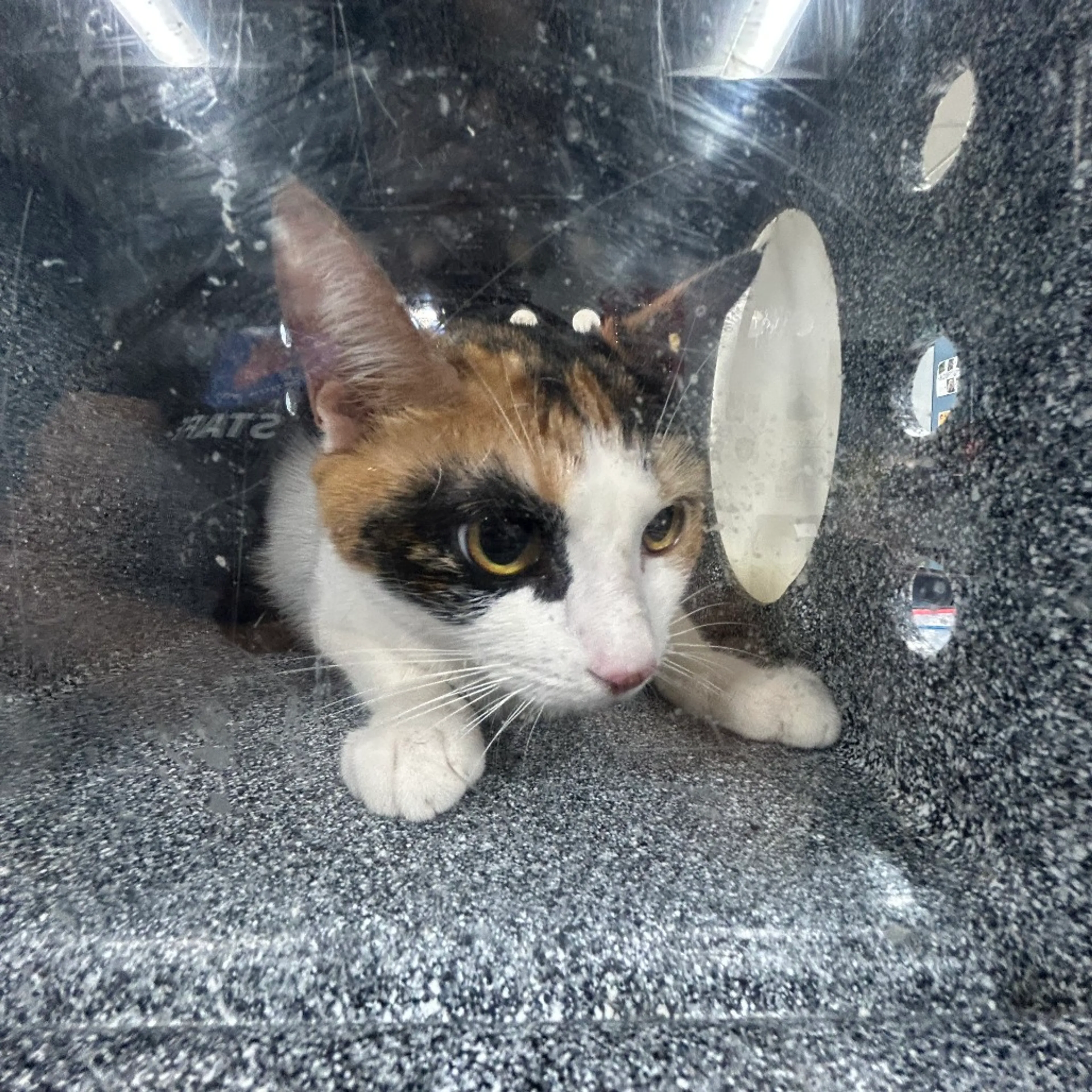 Found pet