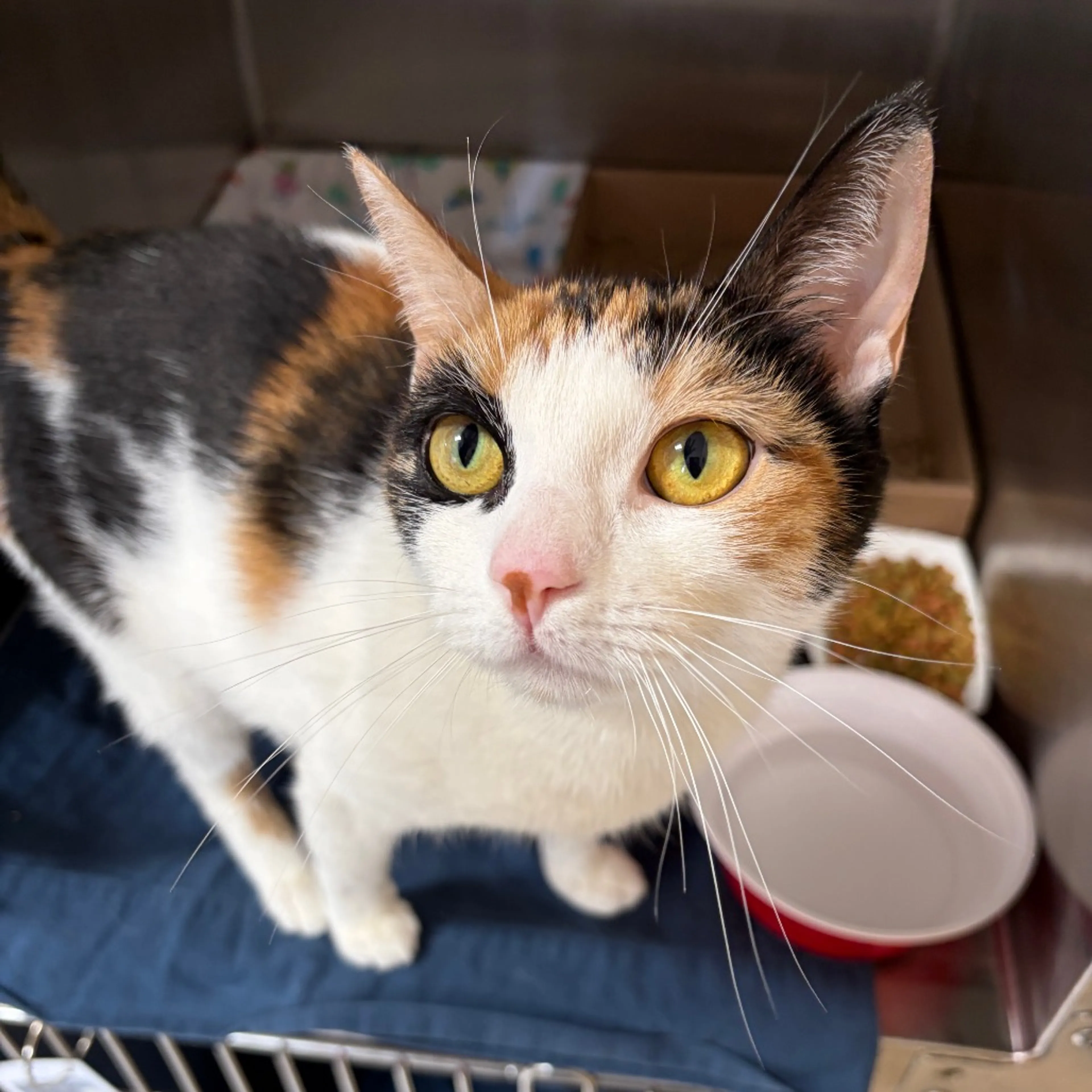 Found pet-2