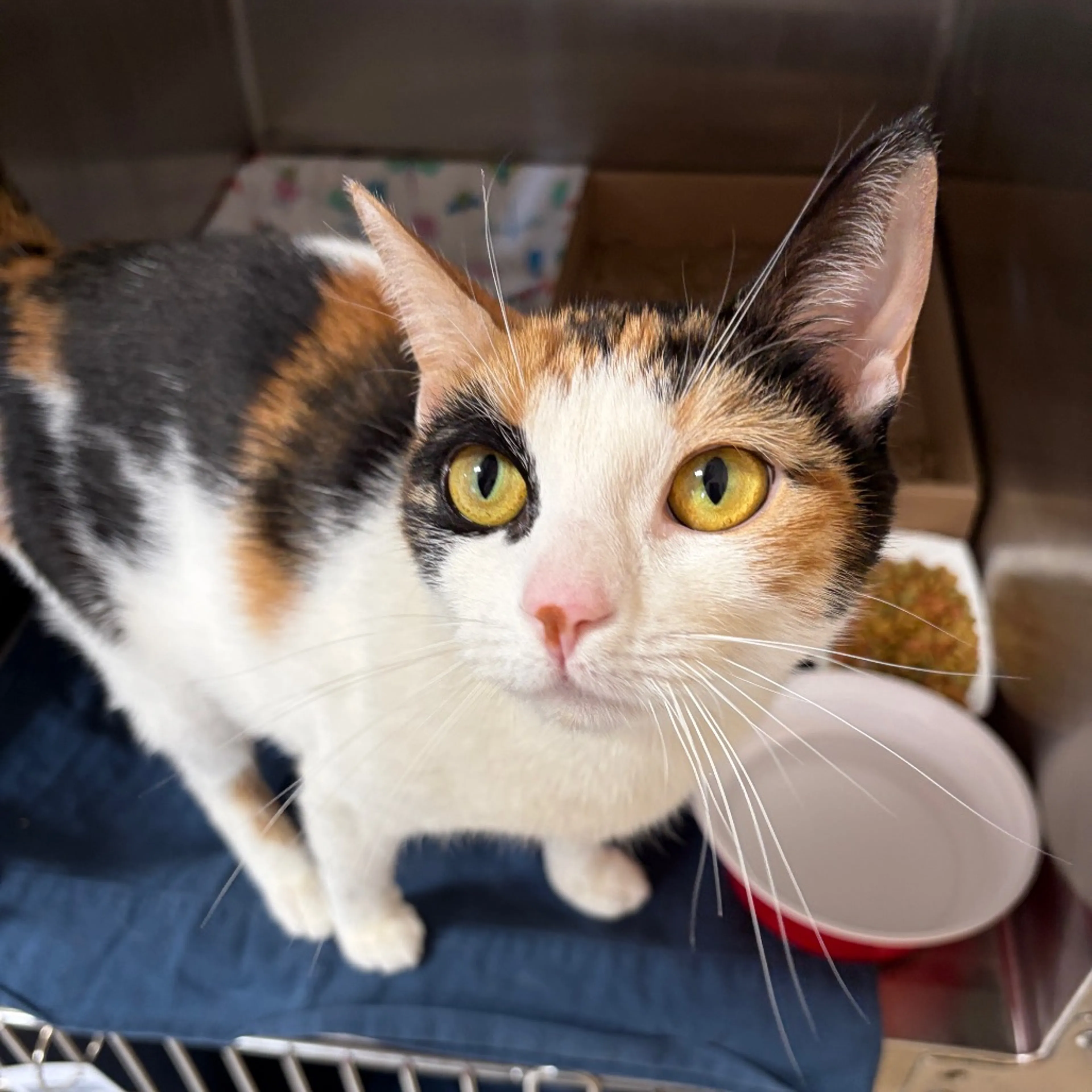 Found pet-1