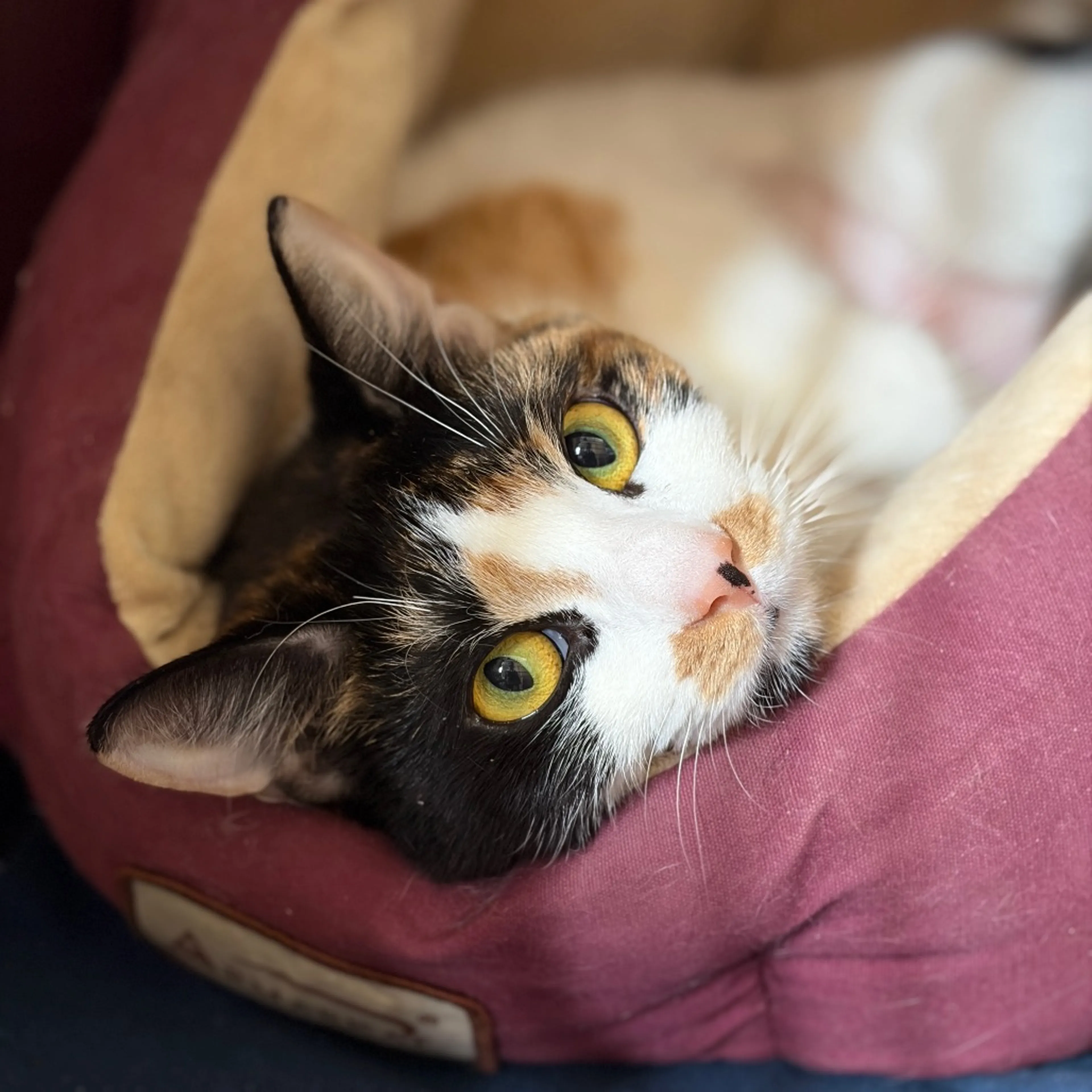 Found pet-1