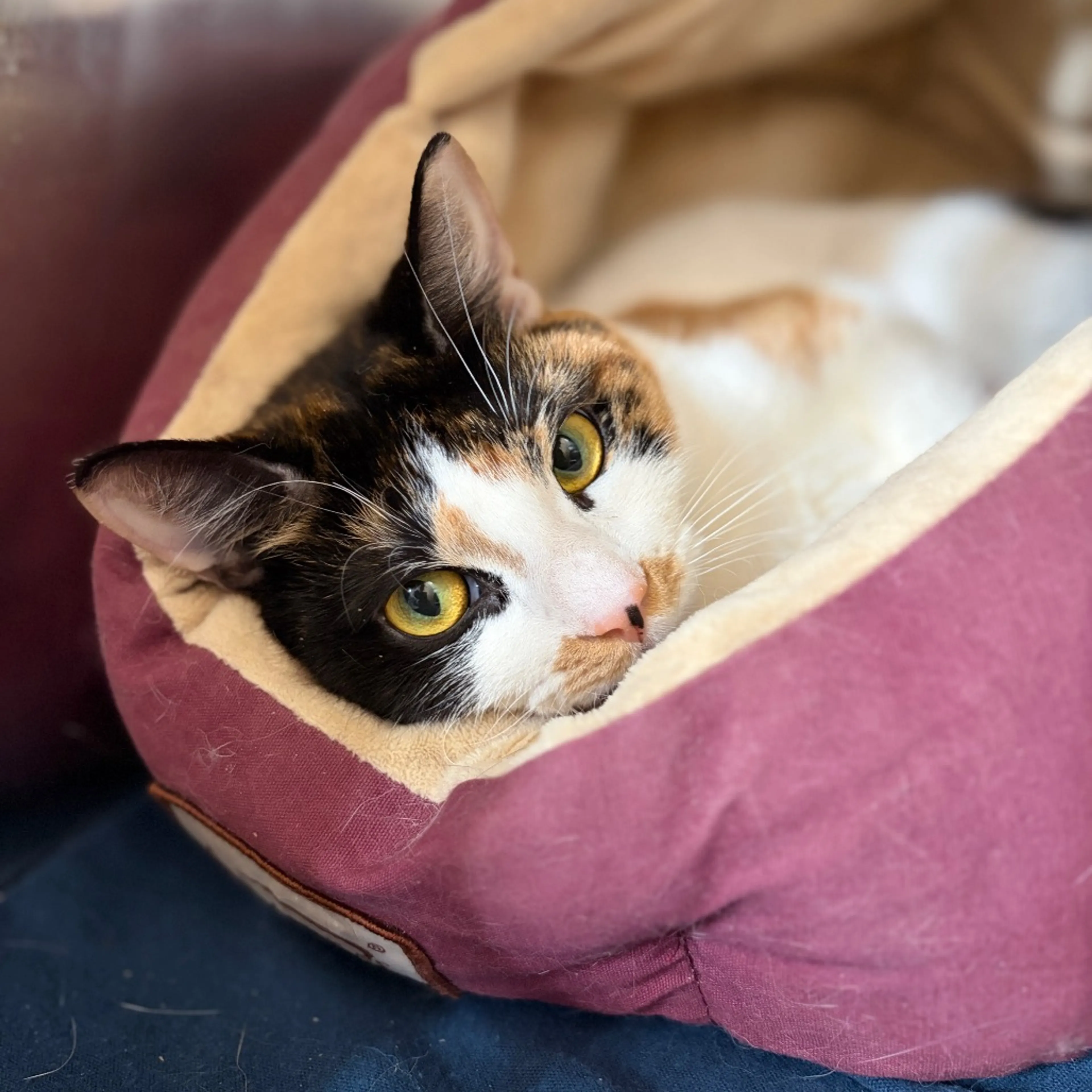 Found pet-3