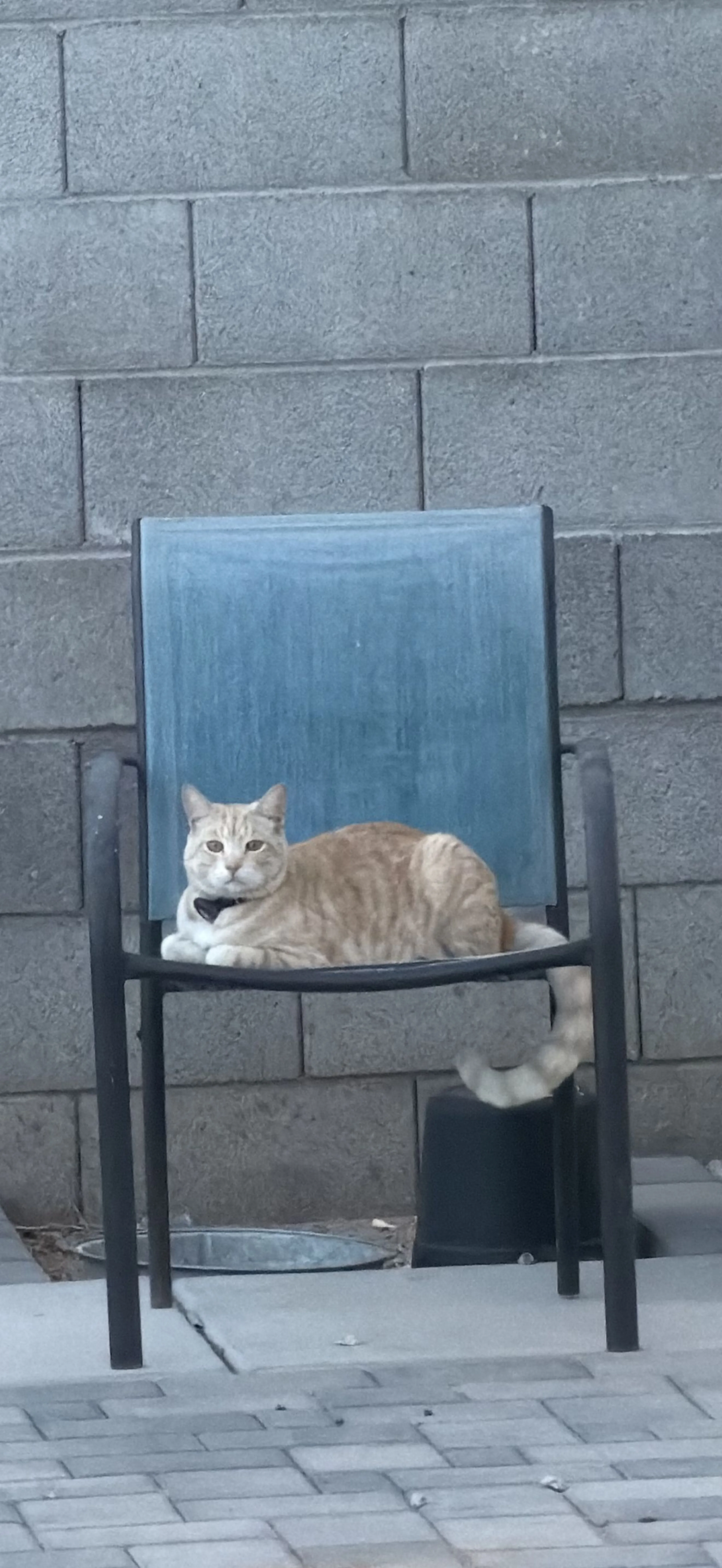 Lost pet-0