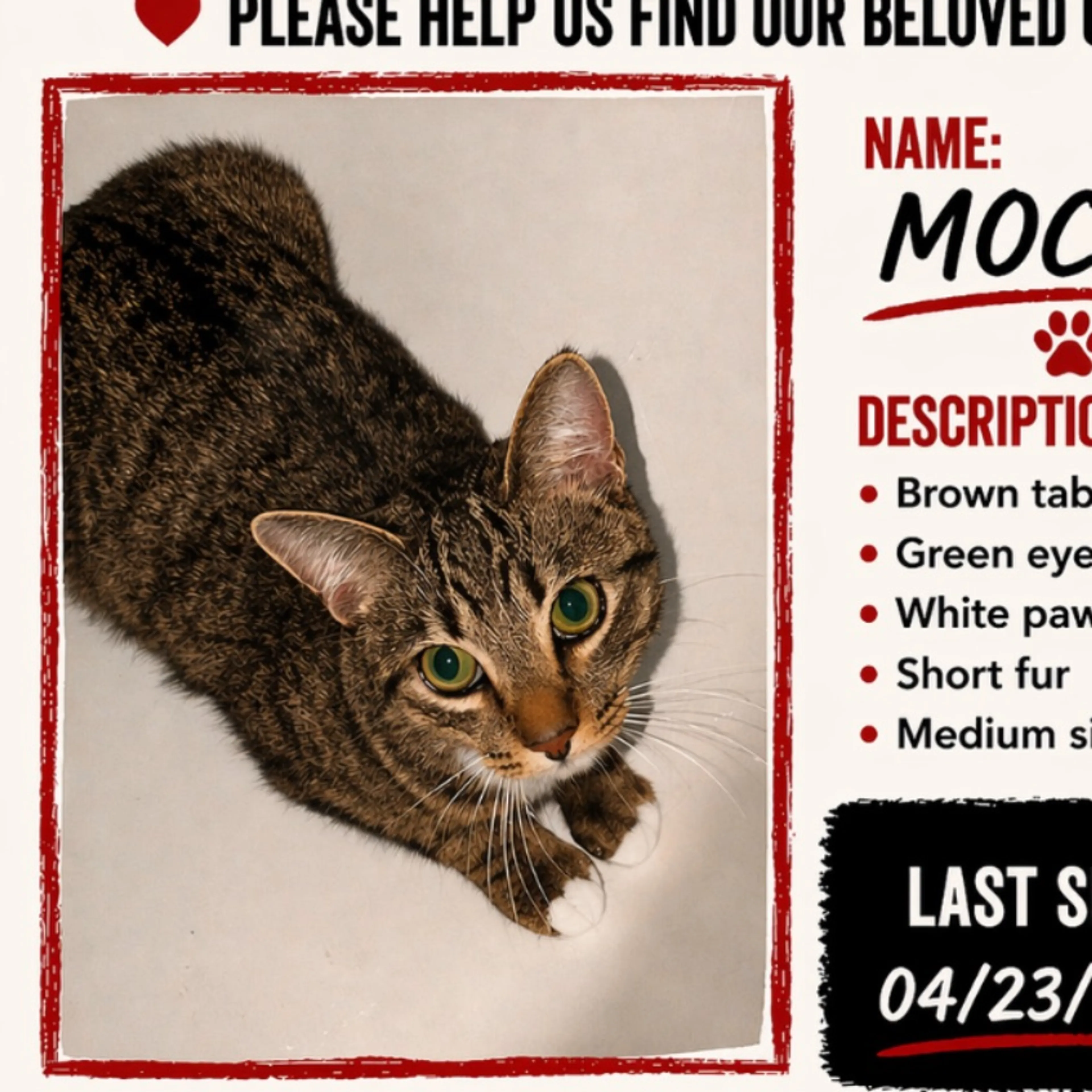 Lost pet