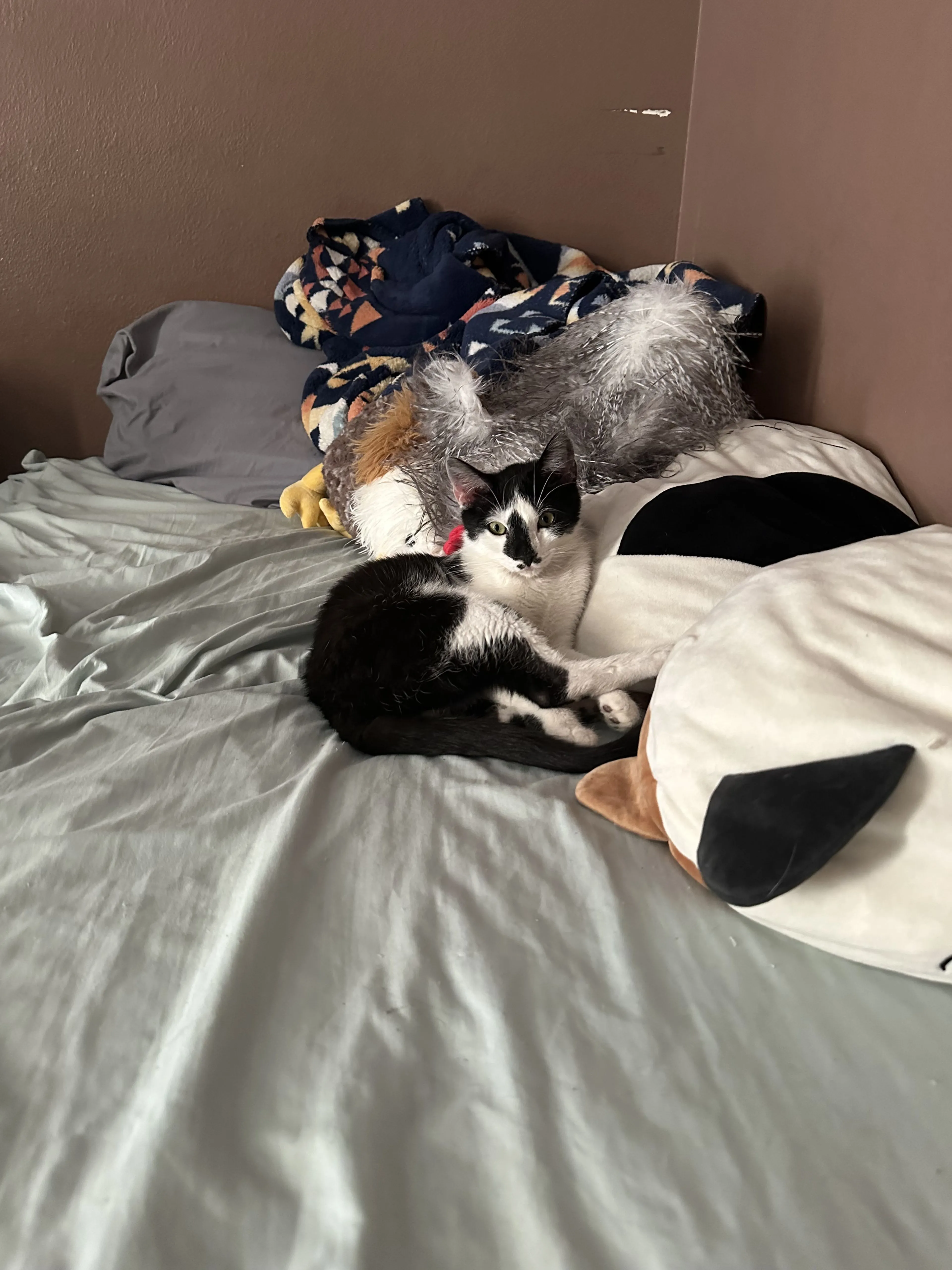 Lost pet-1