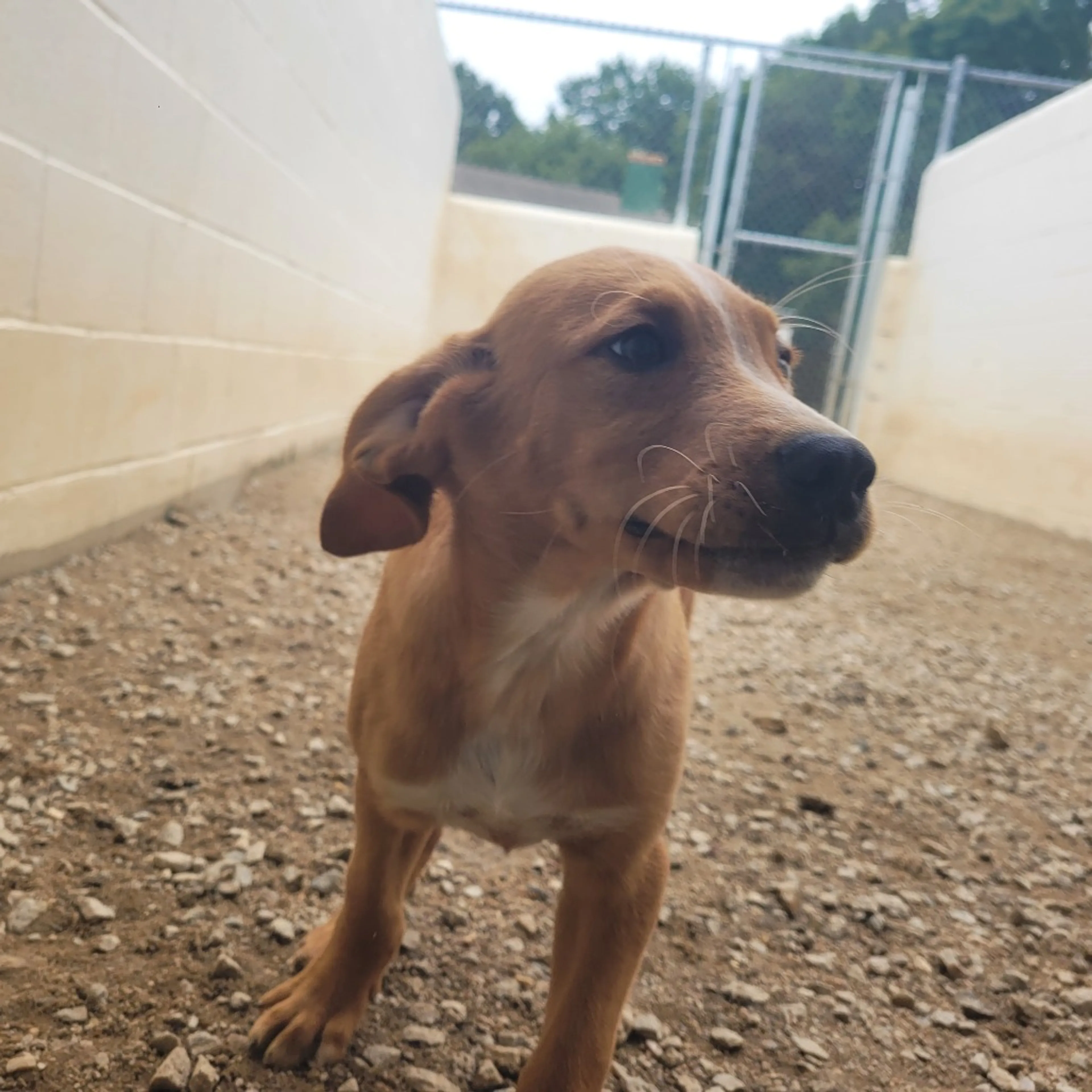 Found pet-2