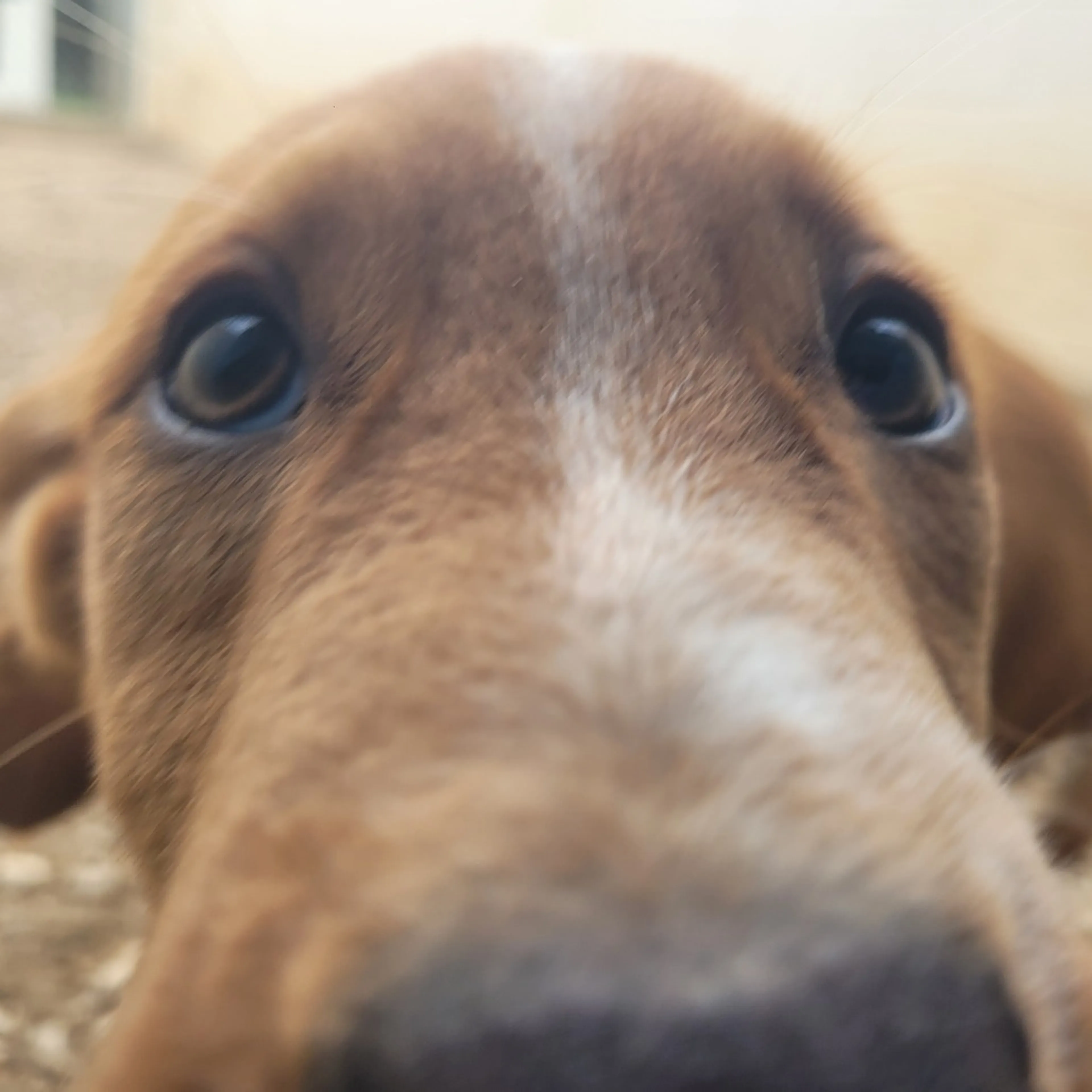 Found pet-3
