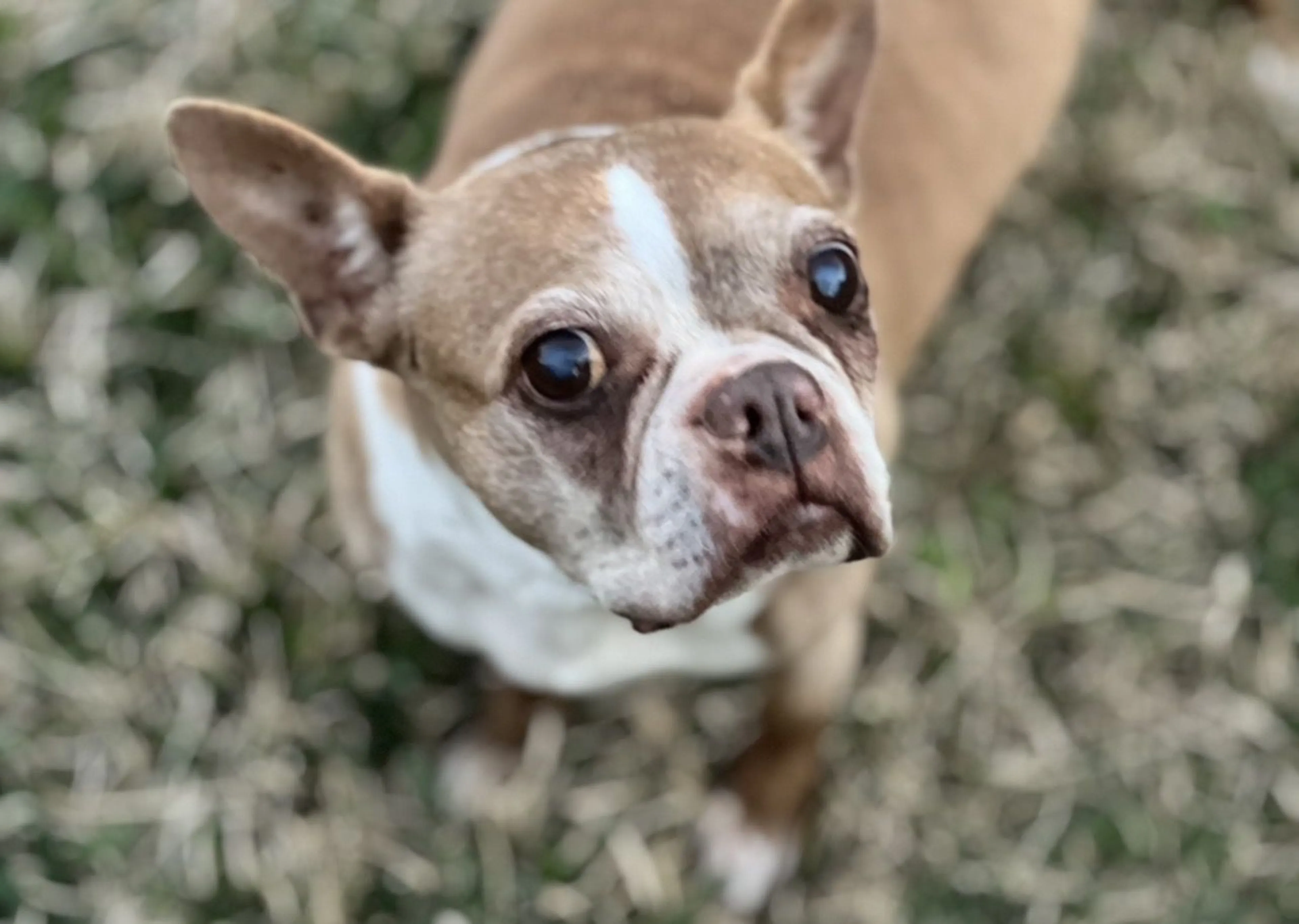 Lost pet