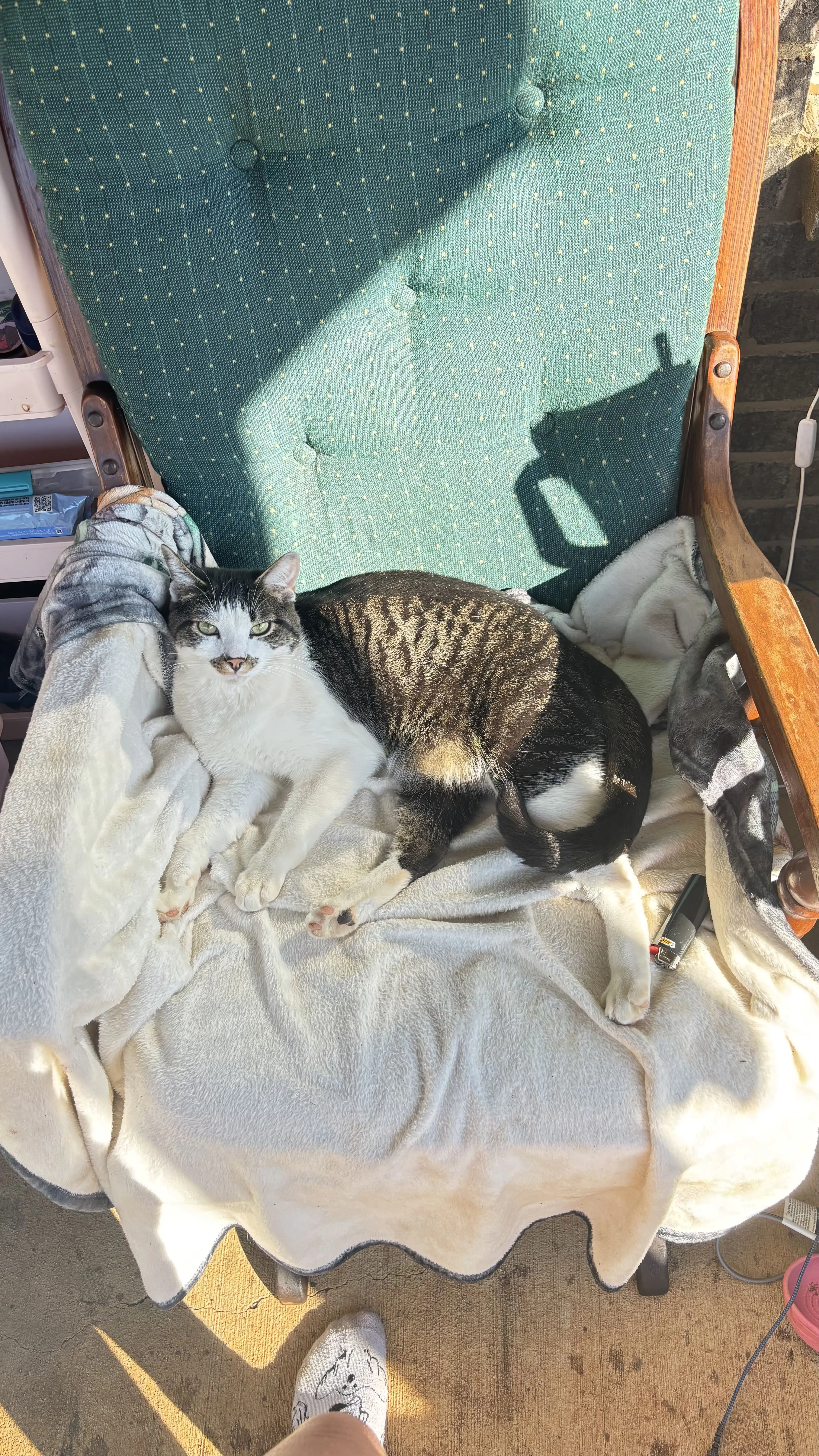 Lost pet