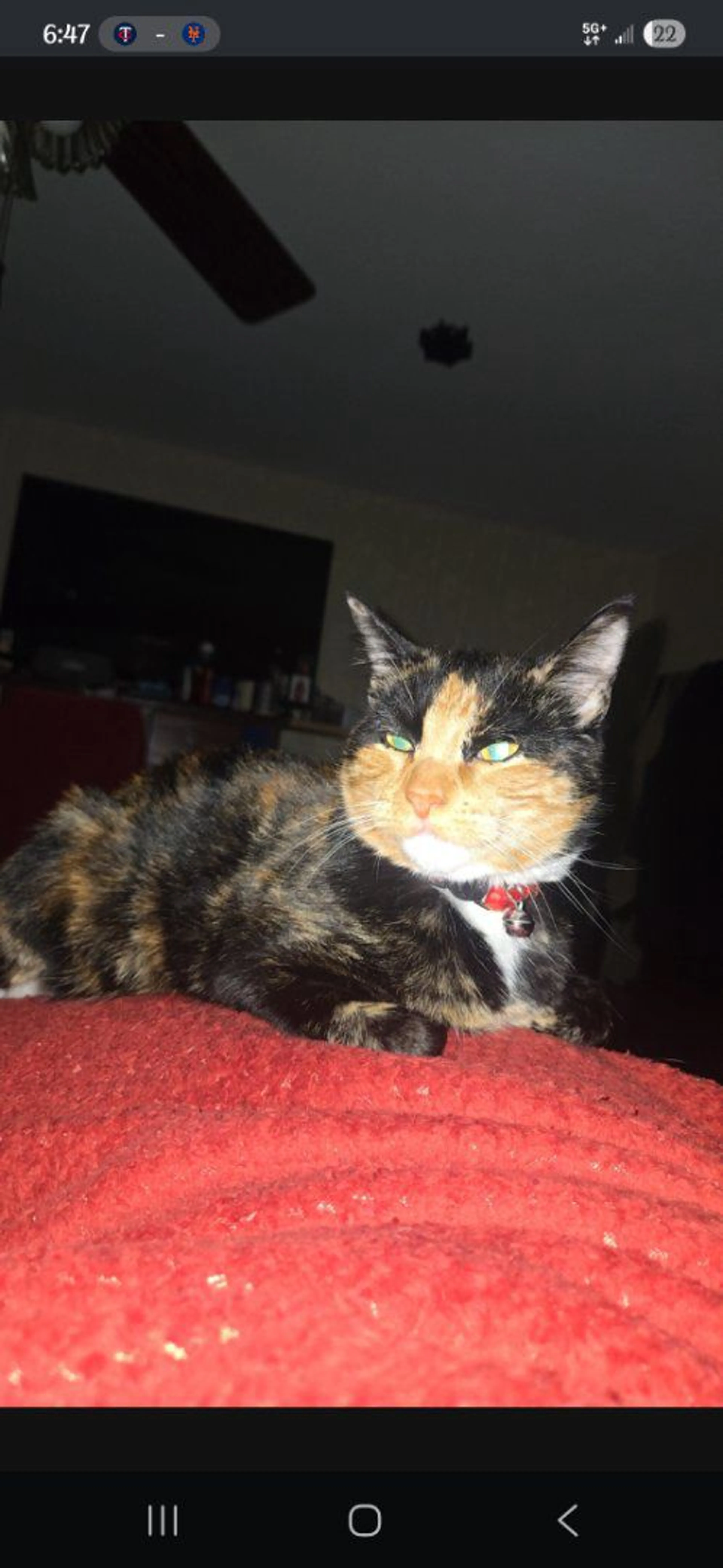Lost pet-0