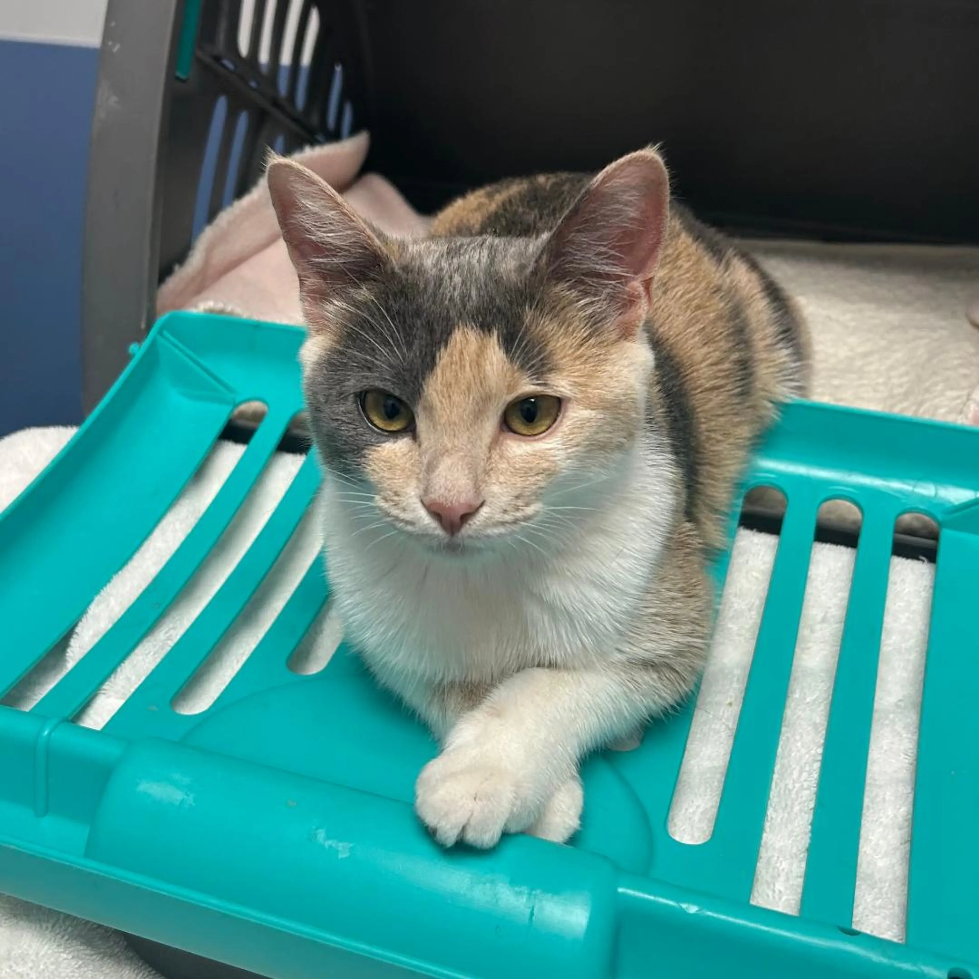 Found pet-2