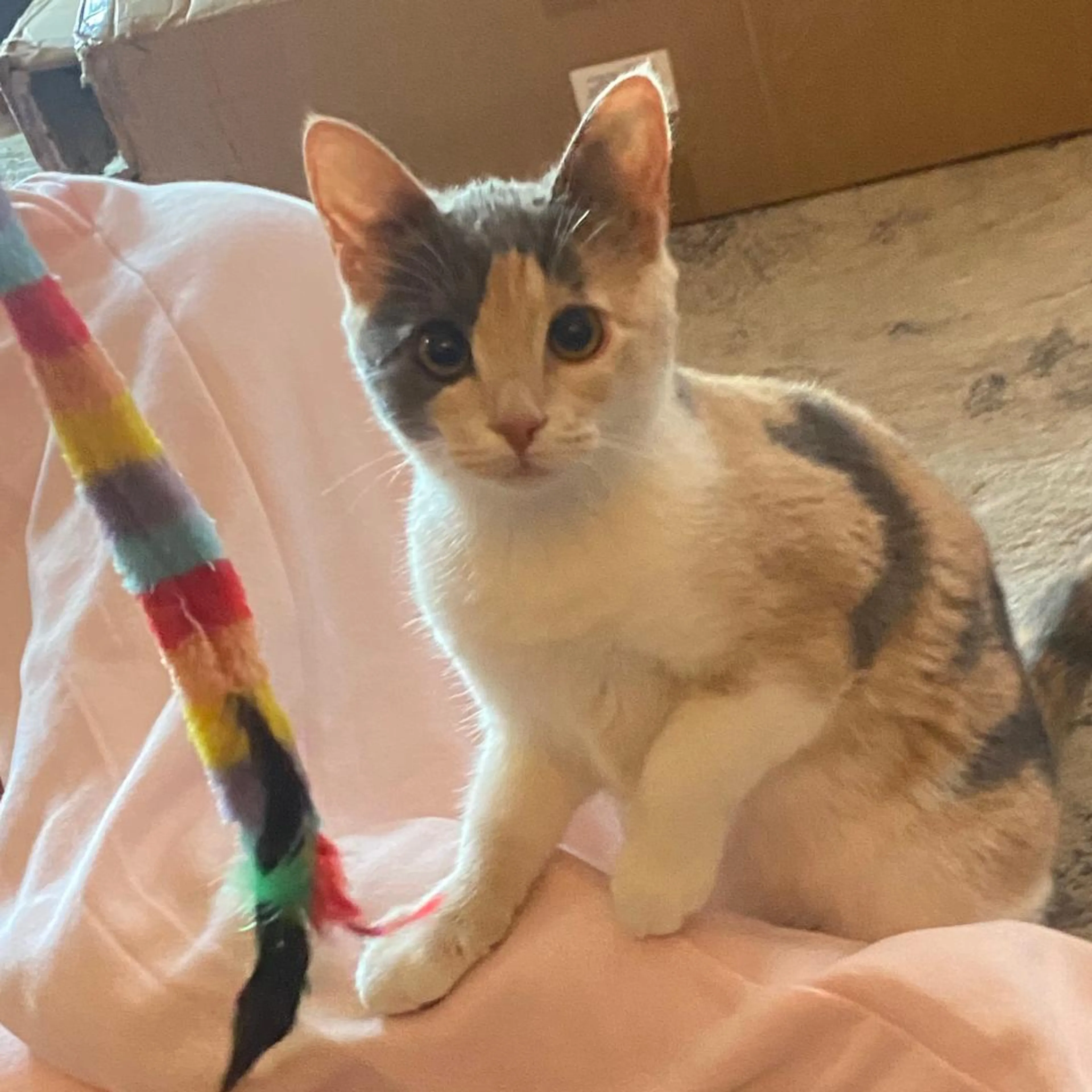 Found pet-1