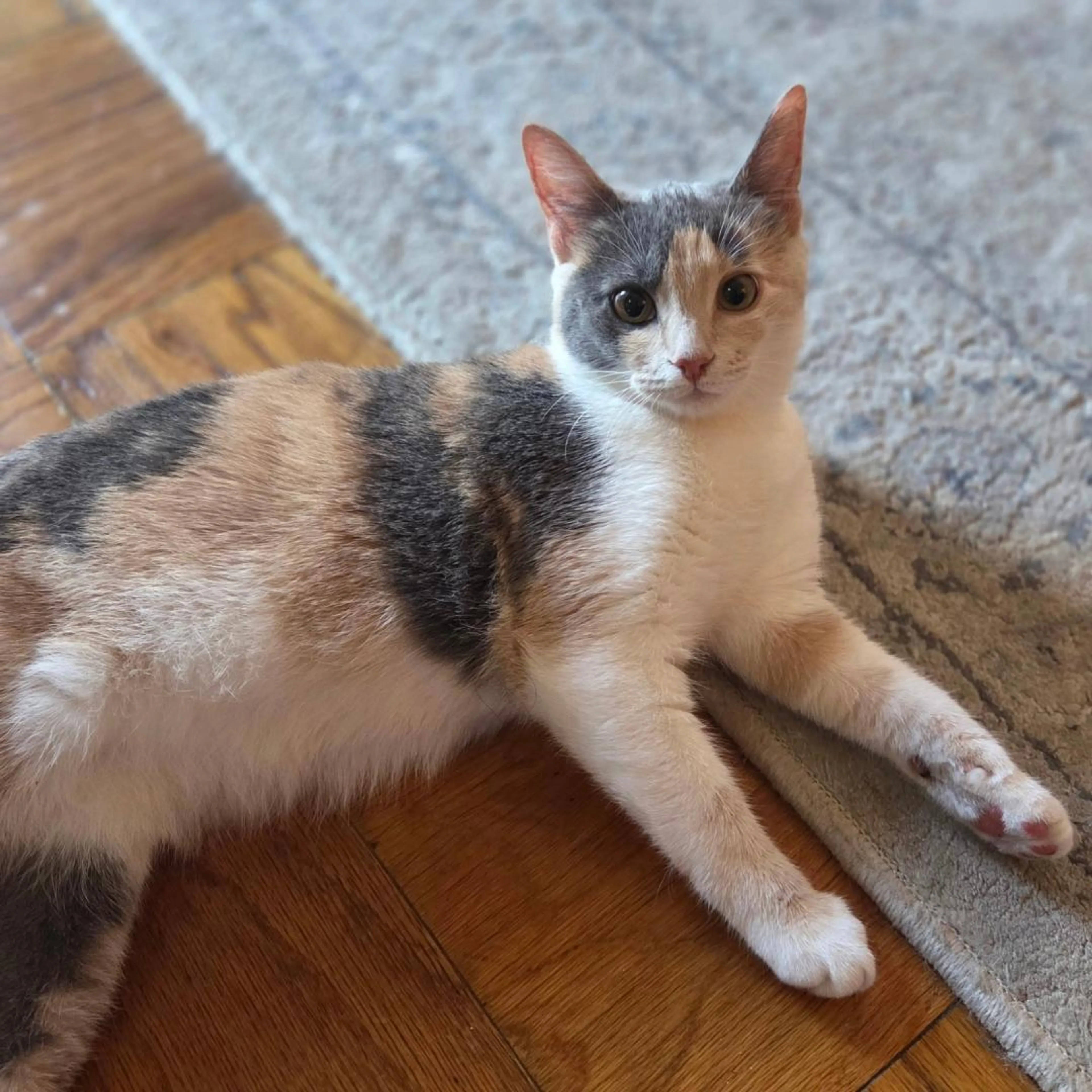 Found pet-0