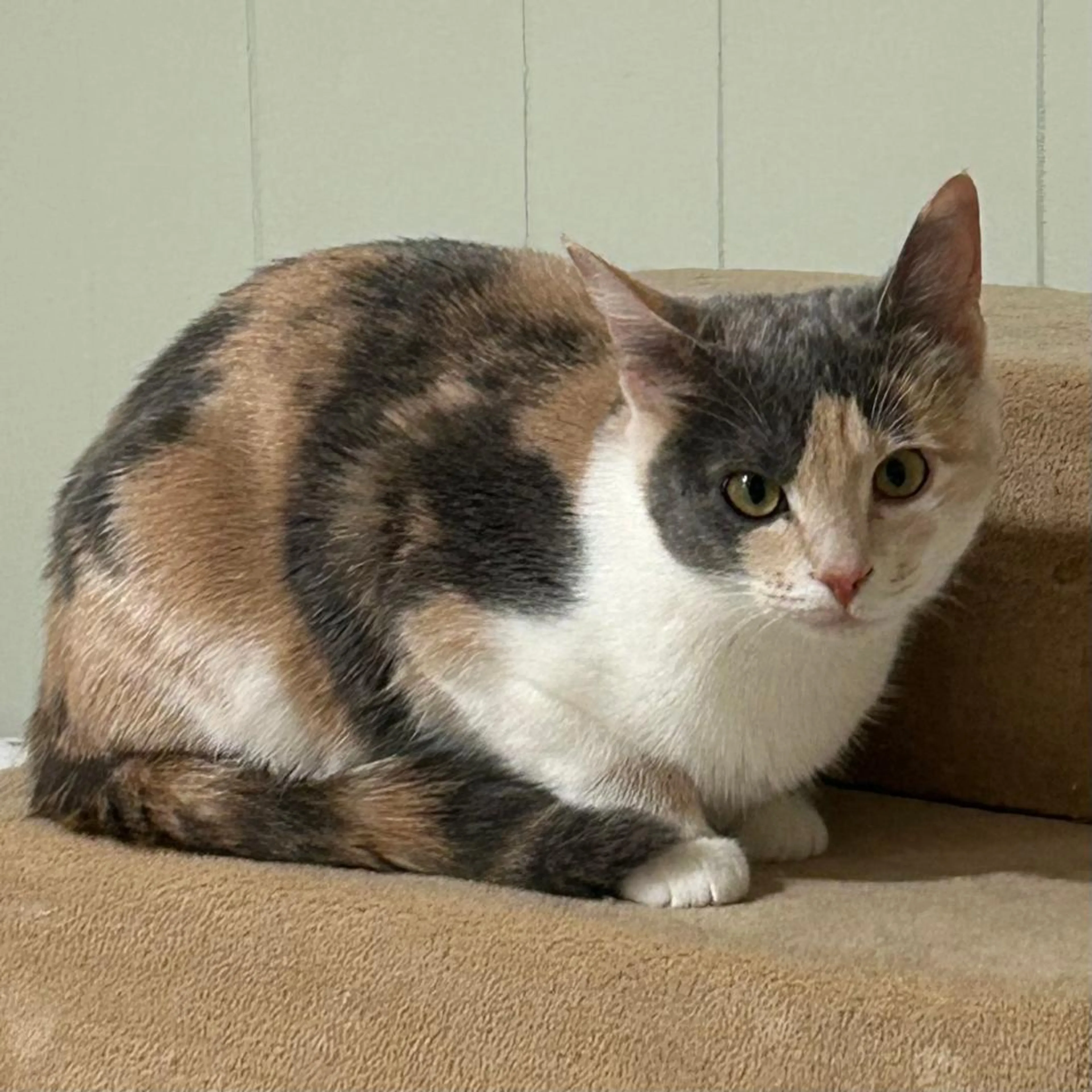 Found pet-3