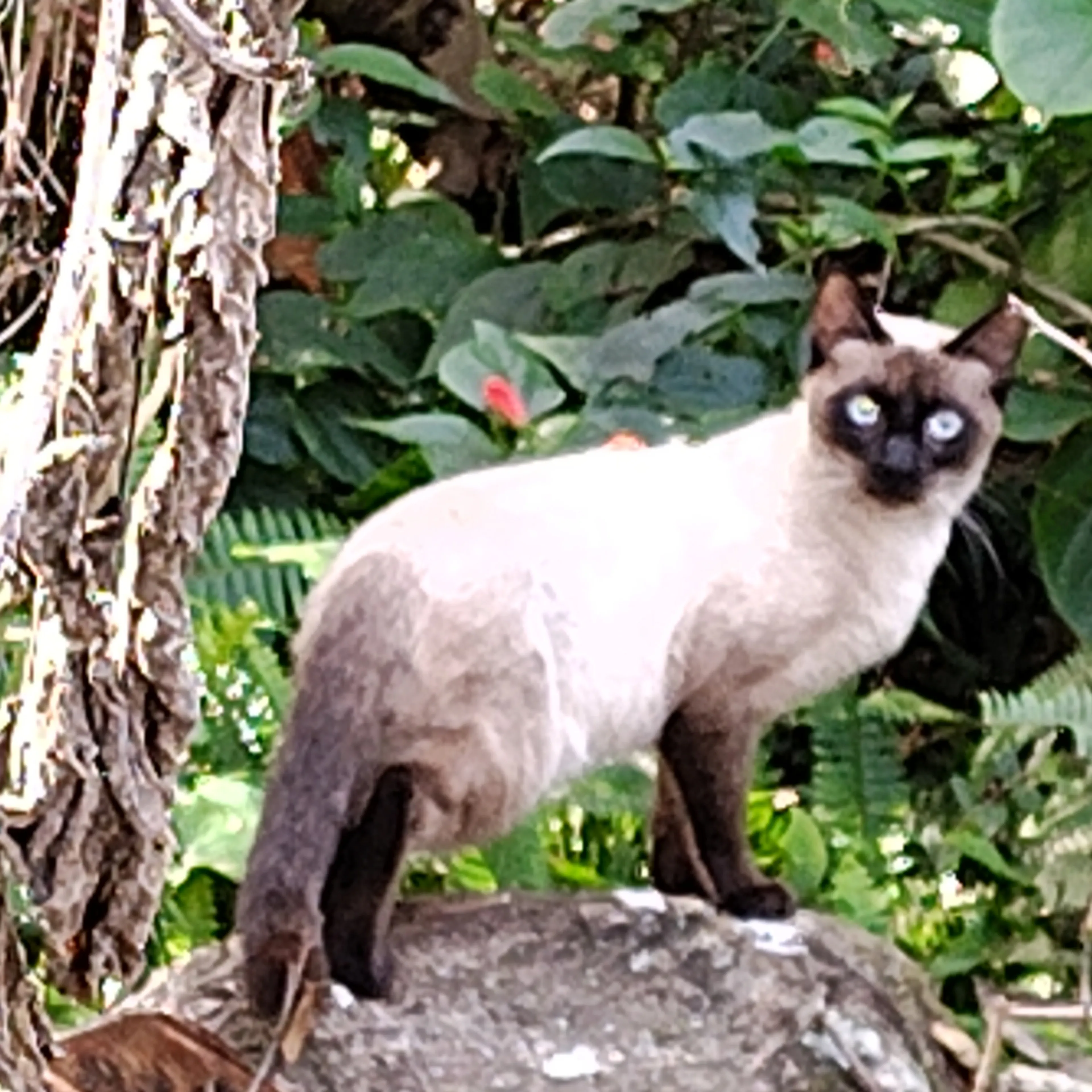 Found pet-0