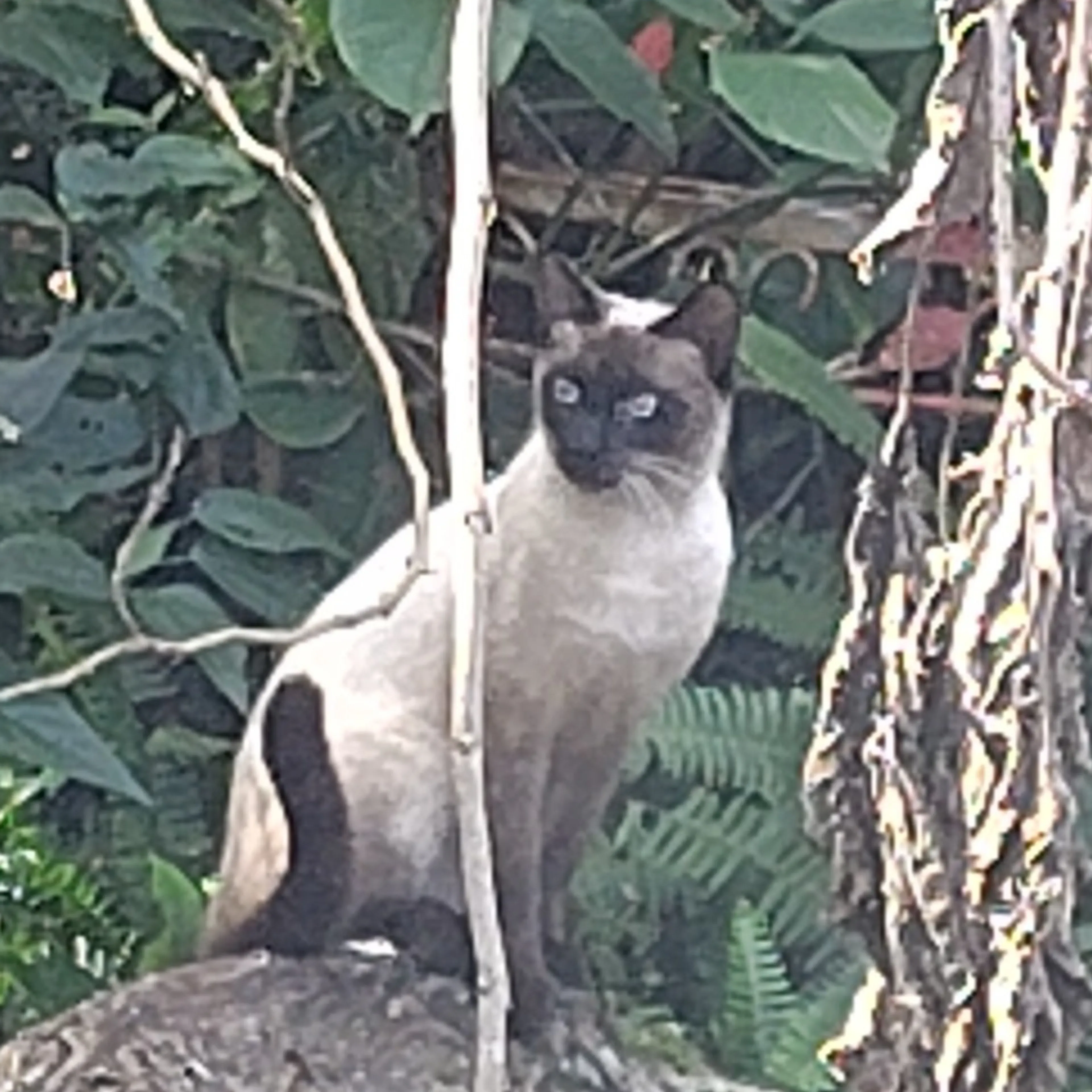 Found pet-1