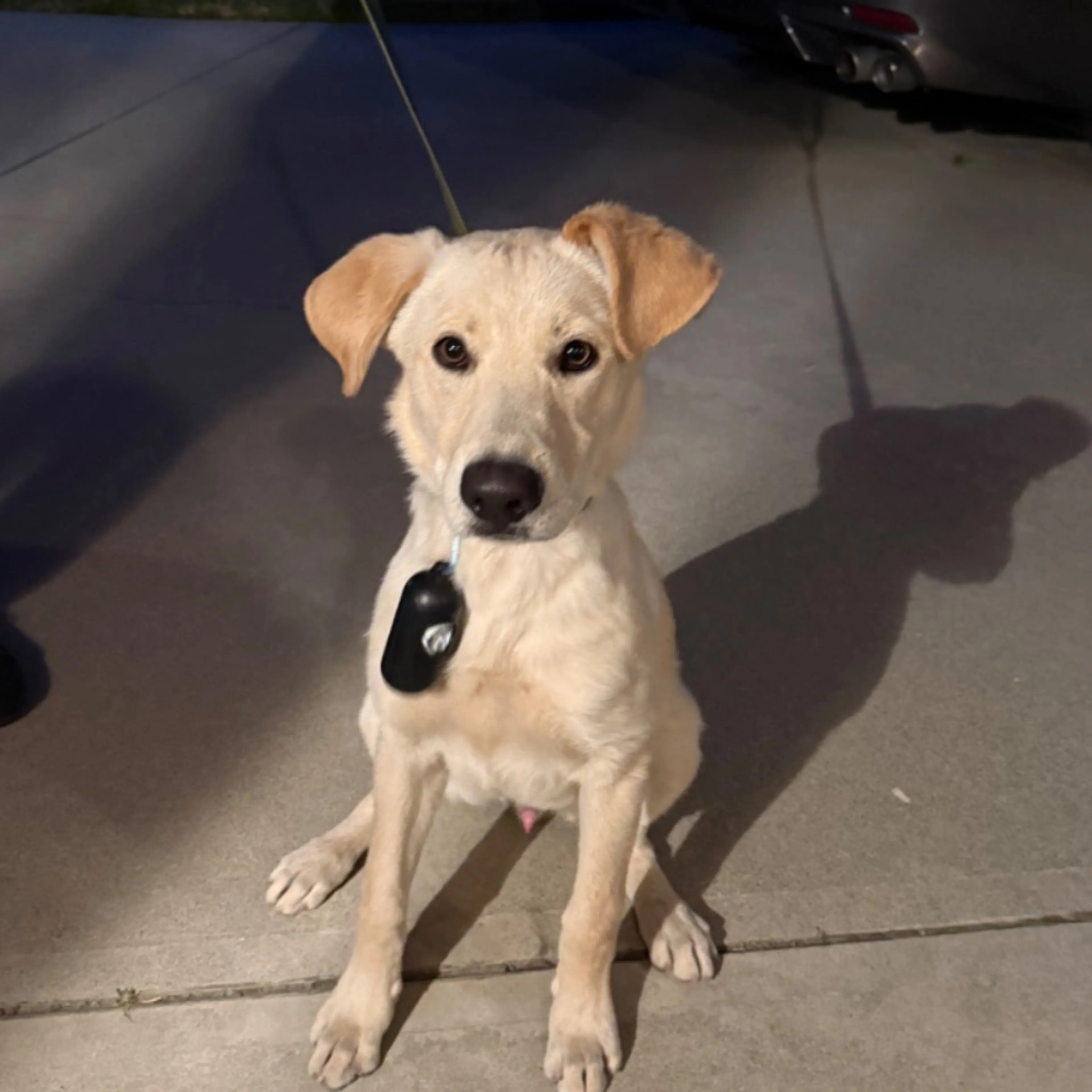Found pet