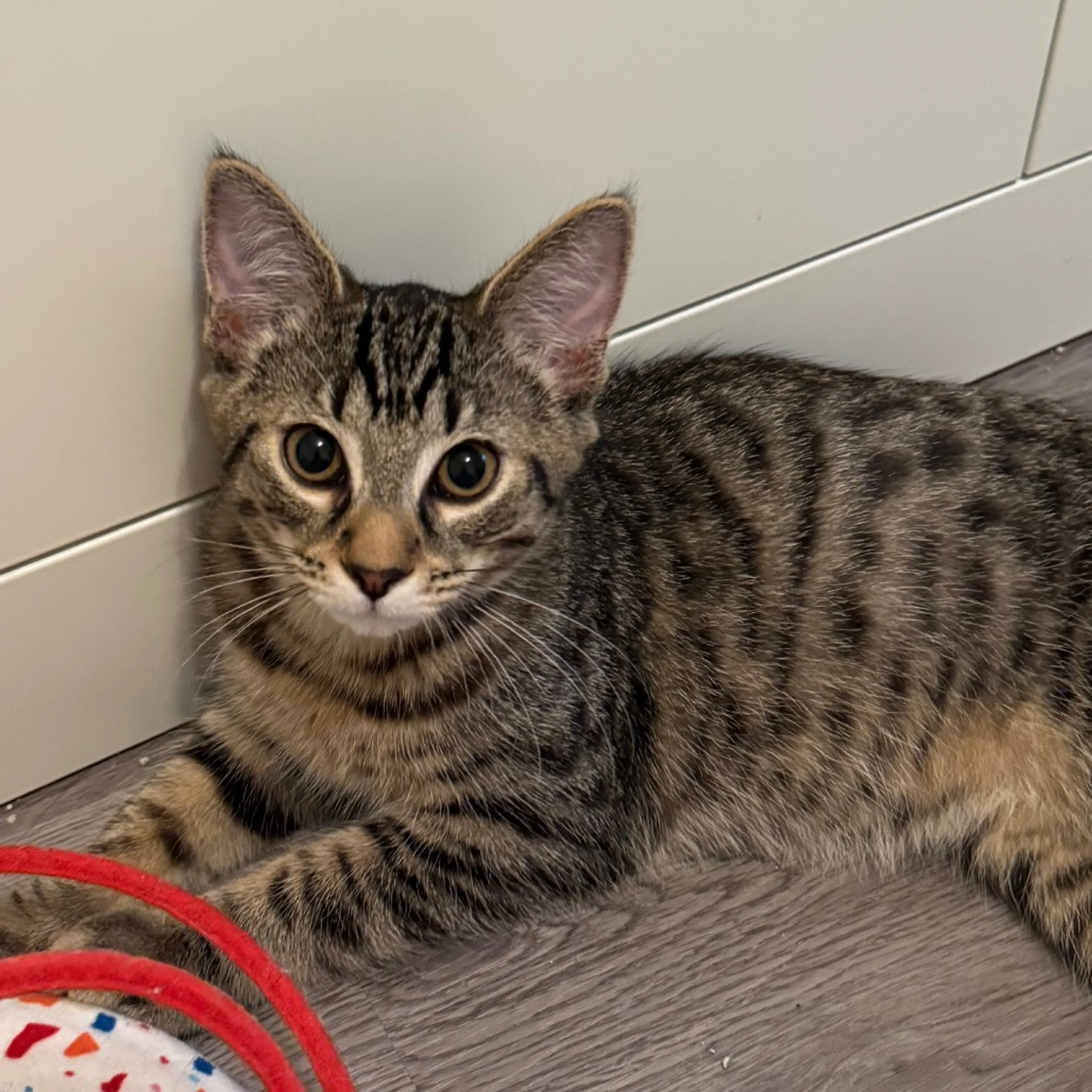 Found pet