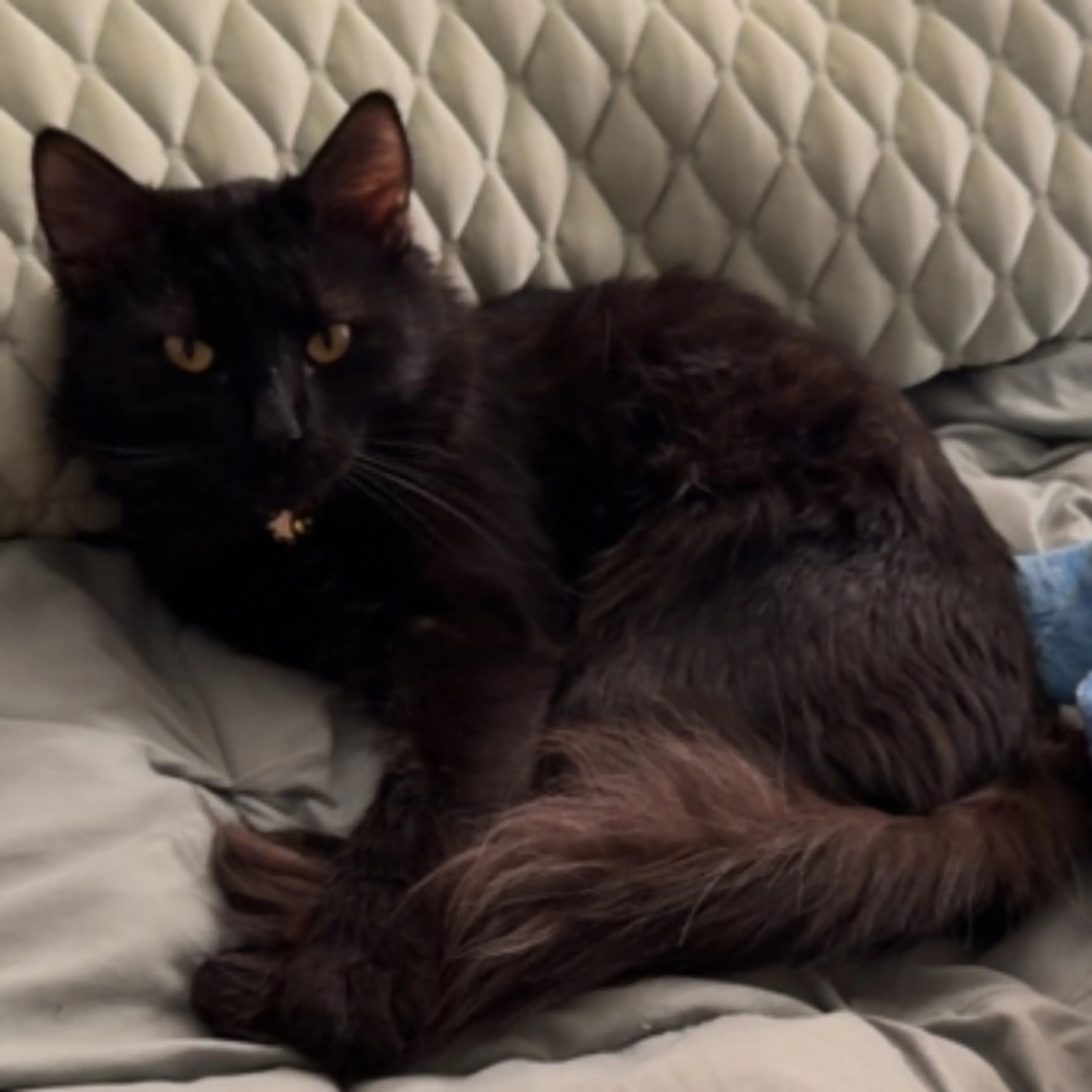 Lost pet