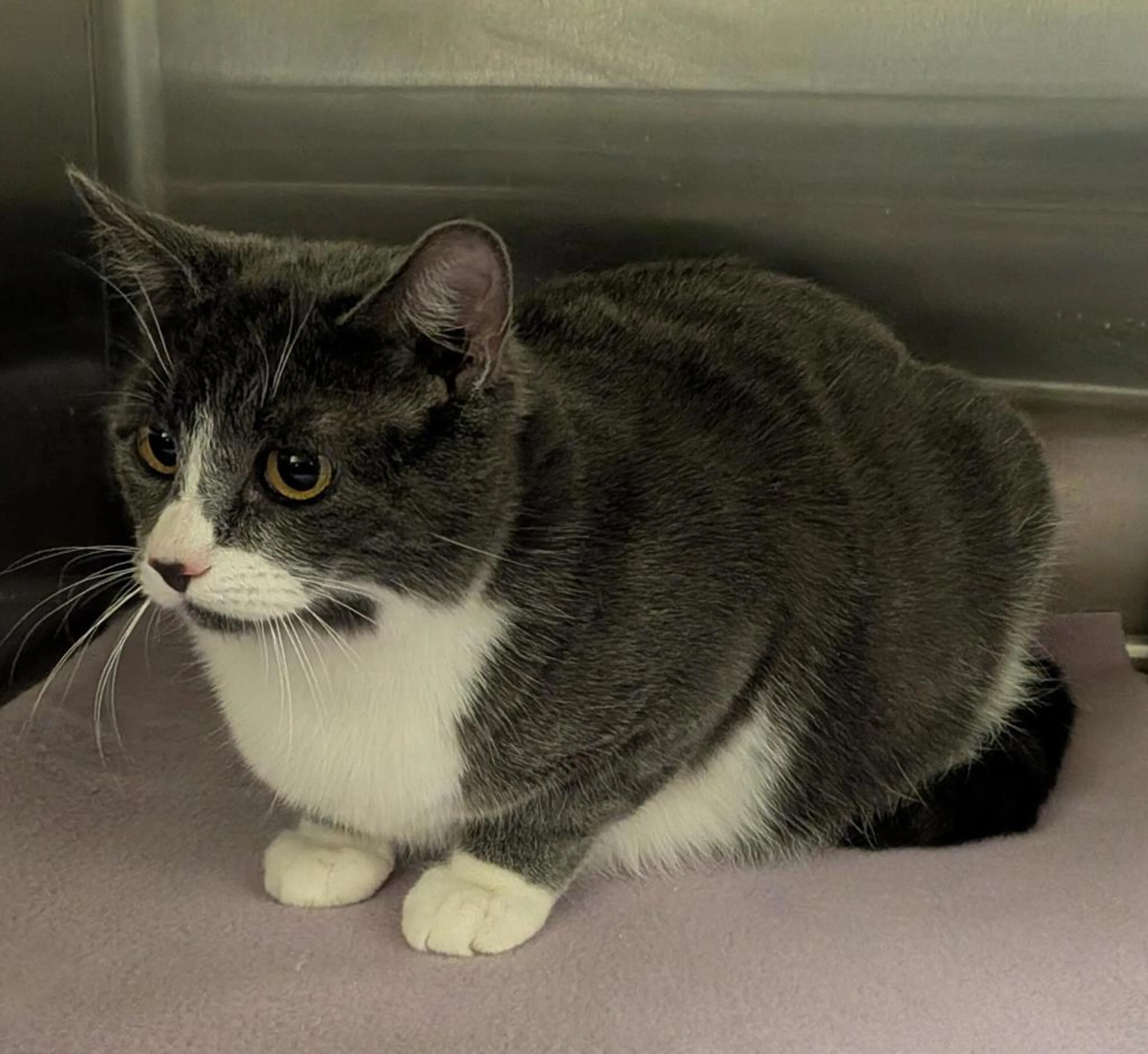 Found pet