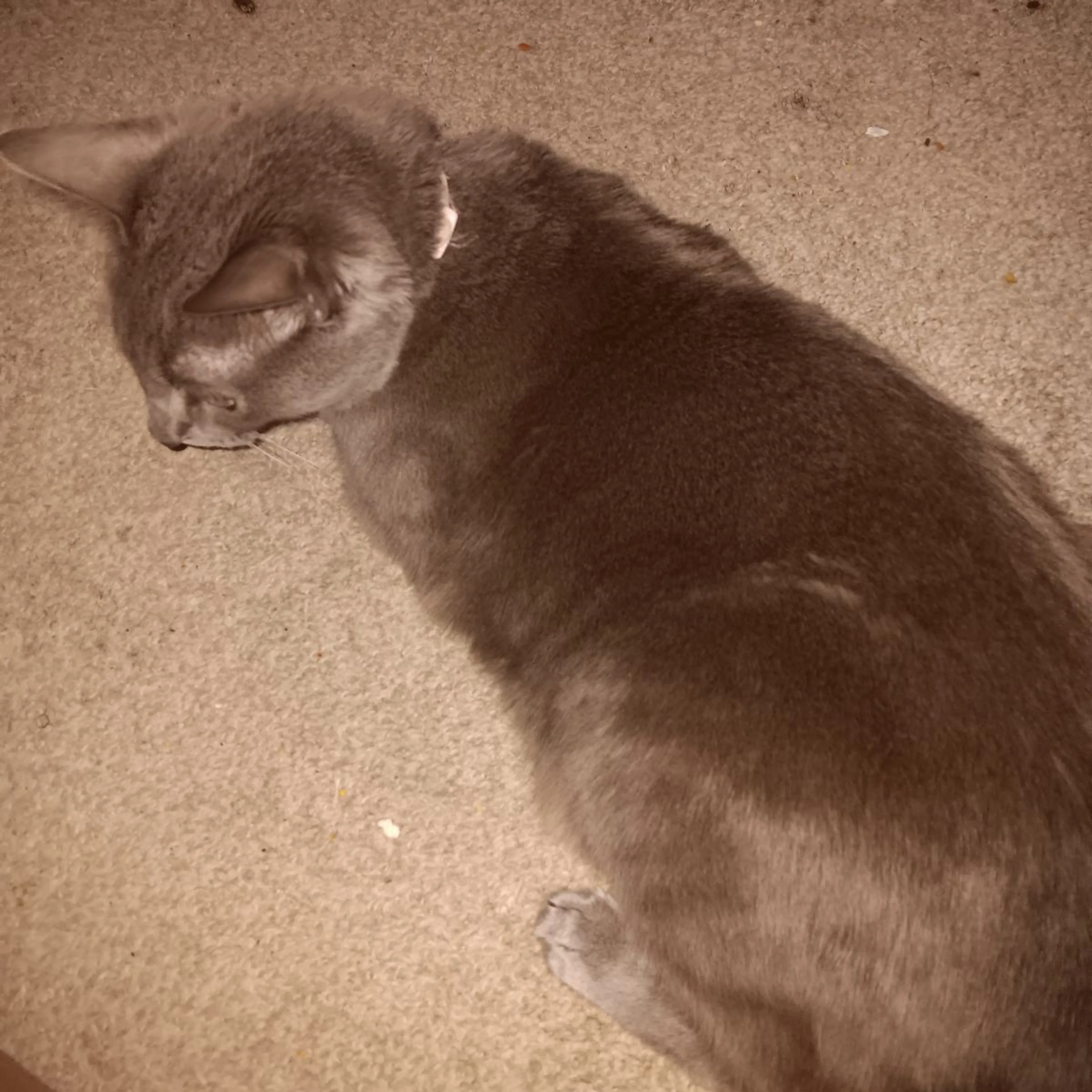 Lost pet
