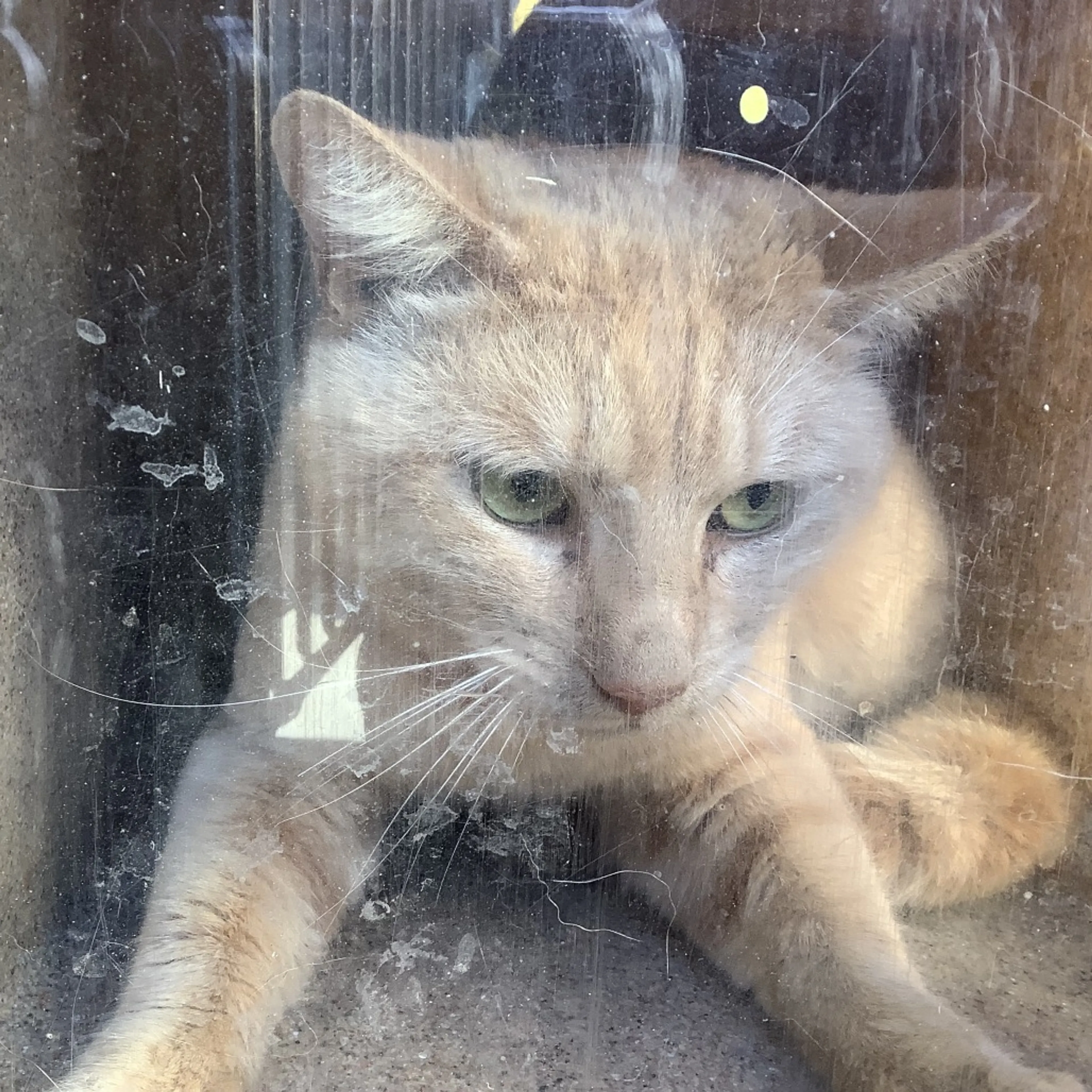 Found pet-1
